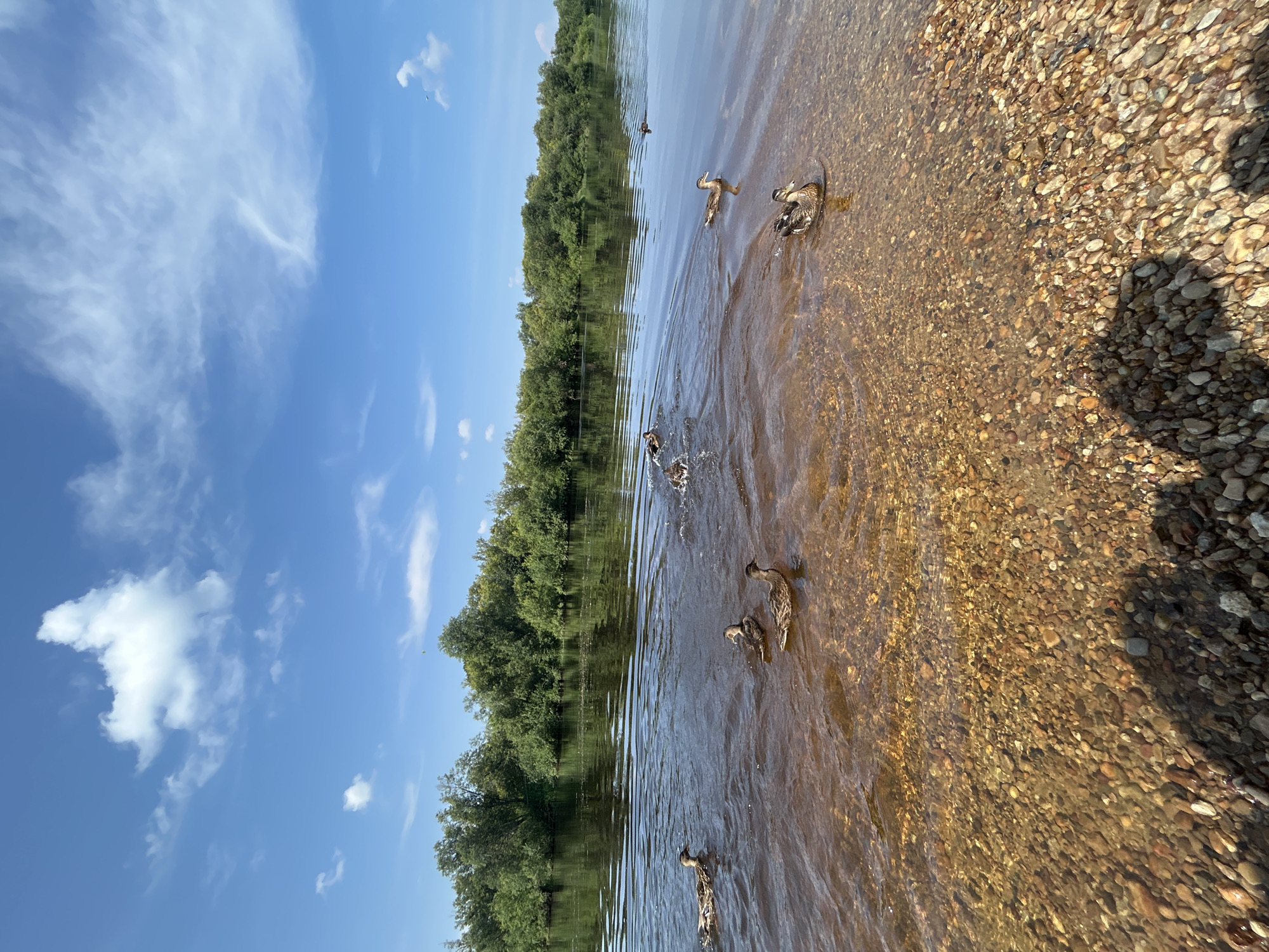 In Krasnovishersk, Russia, a wide, calm river is populated by a group of ducks swimming near a pebbled shore. The water is clear enough to see the riverbed, which is covered in various sizes of smooth, rounded pebbles. Lush green trees line the opposite bank of the river, forming a dense, natural barrier that stretches across the horizon. The sky above is a vibrant blue, dotted with fluffy white clouds, suggesting a pleasant, sunny day. The ducks are distributed across the water, some swimming individually and others in small groups, with ripples emanating from their movements. One duck is splashing, creating a spray of water. The overall scene is one of natural tranquility and wildlife in its habitat.