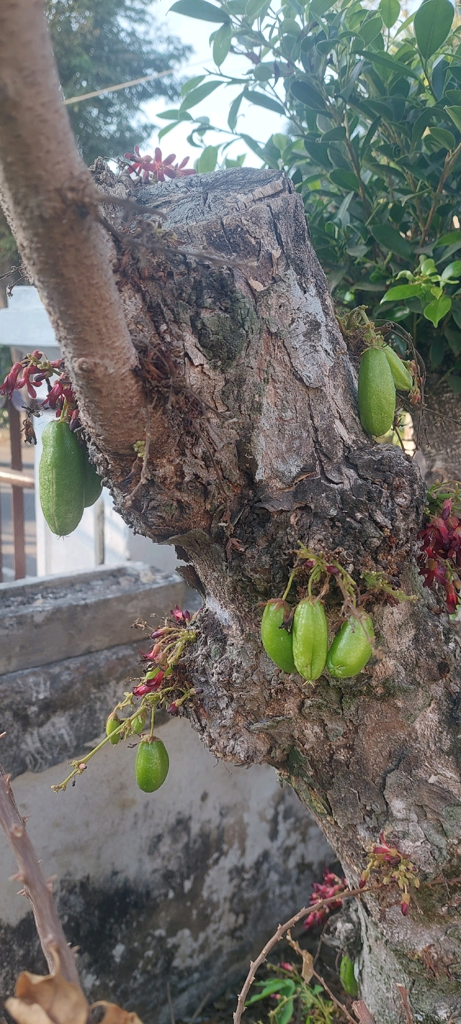 This is a close-up, vertical, eye-level shot of the trunk of a tree with several small, green, elongated fruits hanging from it, along with some small reddish-pink flowers. The tree trunk is textured and appears weathered. In the background, out of focus, are green leaves and a light-colored wall or structure. The image is captured outdoors, likely in a garden or yard, in Lumajang, Indonesia. There are no people or animals visible in the frame. The lighting suggests it is daytime.