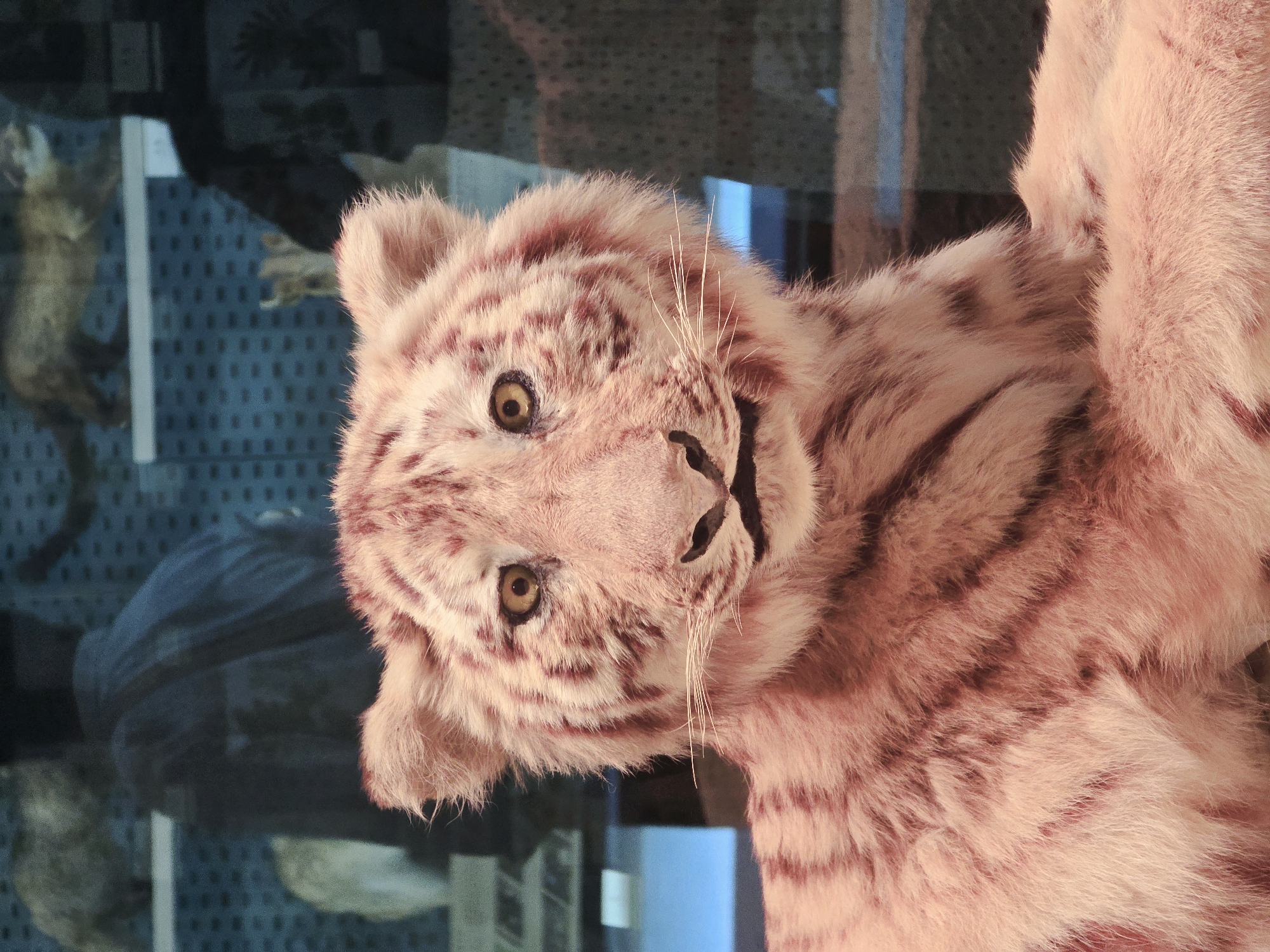 This media file features a close-up, slightly tilted shot of a taxidermied white tiger cub. The cub has light pink fur with faint reddish-brown stripes. Its eyes are open and appear to be a golden-yellow color, and its mouth is slightly open, giving it an inquisitive or playful expression. White whiskers are visible around its nose and mouth.
The background is reflective and shows a blurred interior setting. Hints of other taxidermied animals, possibly smaller mammals, can be seen in the reflection on the left side of the image. There's also a blue and dark-grey grid-like pattern visible in the background, possibly part of the display case or the room it's in. A dark blue object, perhaps a piece of clothing or another display item, is also reflected. The lighting suggests an indoor environment, likely a museum or exhibition. No text is visible in the image. The setting implies this is a museum display within the Gongshu District of China.