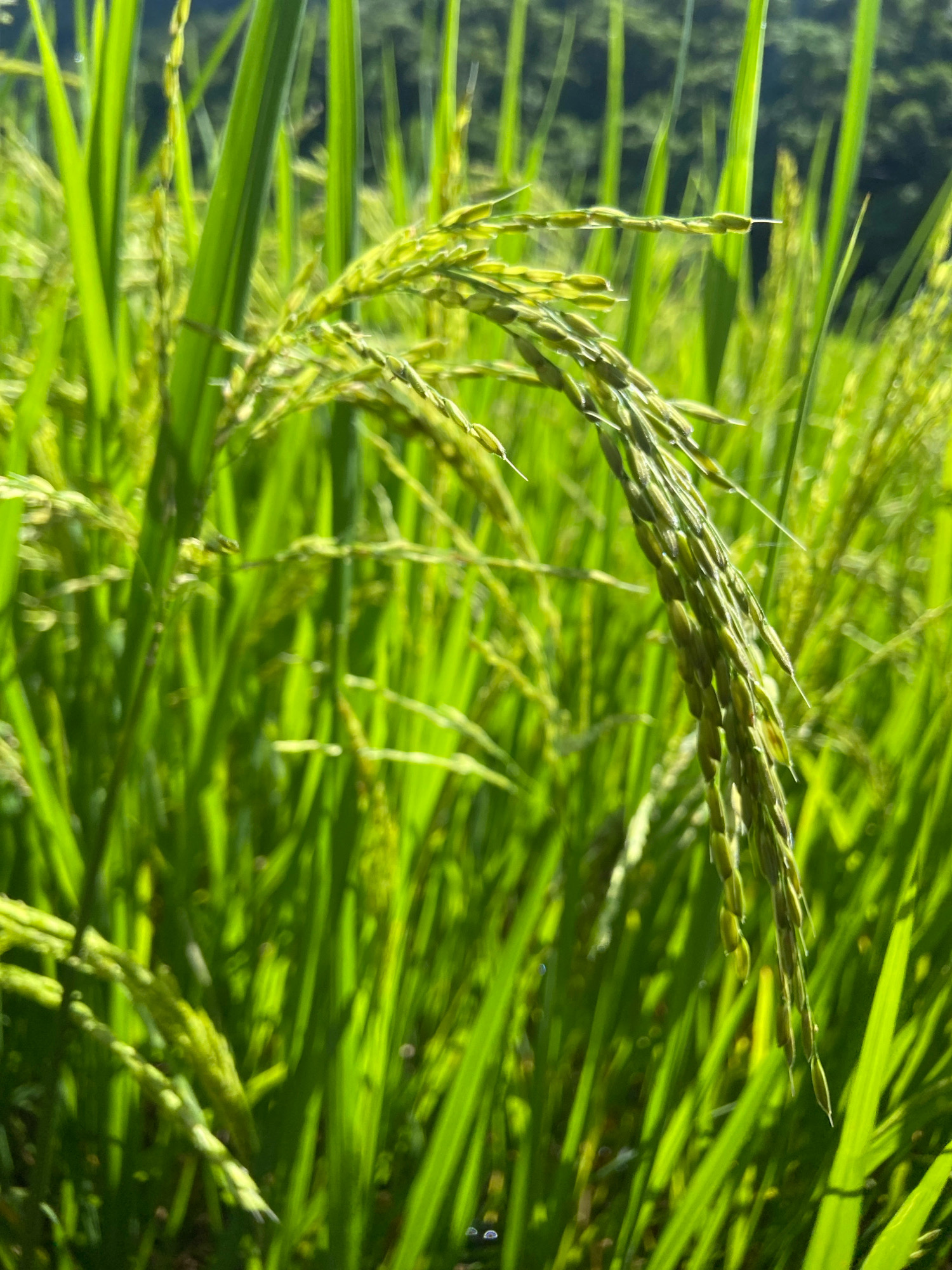 In the city of Lozaphohemi, India, a close-up shot captures a field of vibrant green rice stalks bathed in sunlight. The focus is on a cluster of rice grains forming a drooping ear, with individual grains clearly visible. The background is a blur of more rice stalks and foliage, suggesting a dense agricultural landscape. The sunlight casts a bright, natural glow over the scene, highlighting the texture of the rice and the lushness of the field.