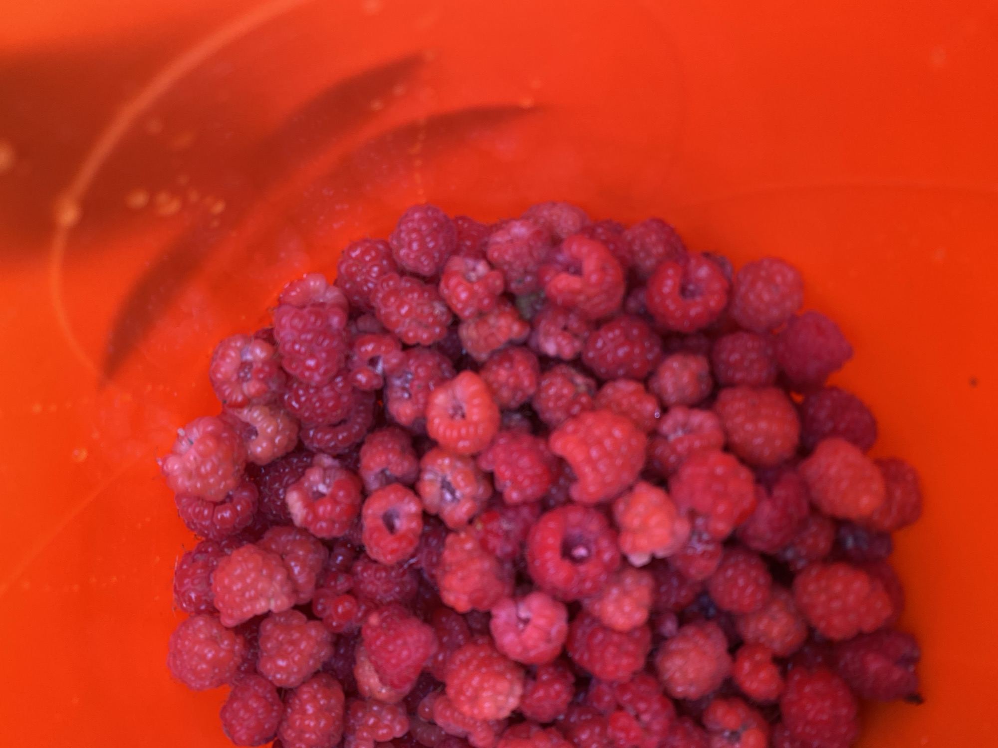 A high-angle, close-up shot captures a bright red plastic bucket filled with fresh raspberries. The raspberries are a vibrant red and pink, with some appearing plump and others slightly softer. The texture of the berries is varied, with some showing individual drupelets clearly, while others are more compressed. The bucket's interior is smooth and reflective, with subtle highlights and shadows that accentuate the curve of its wall. Small droplets of moisture are visible on the inside surface of the bucket and clinging to some of the berries, suggesting they may have been recently washed. The overall impression is one of abundance and freshness, with the intense red of the raspberries contrasting sharply with the even brighter red of the plastic.
