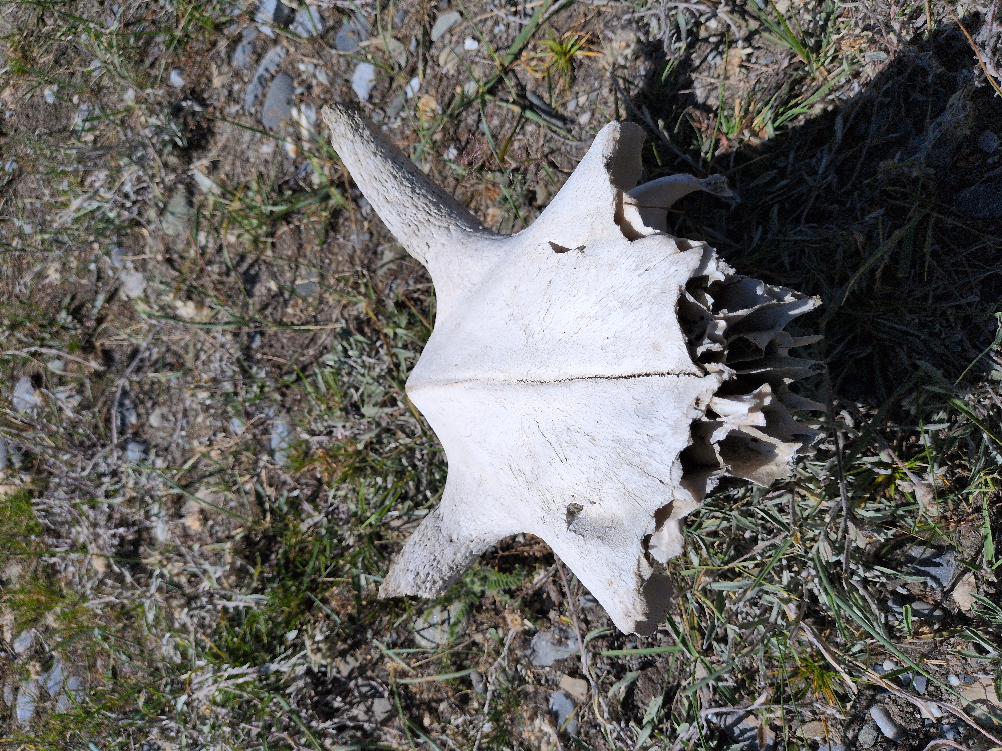 A bleached white skull of a large ungulate, possibly a cow or buffalo, lies on dry, sparse vegetation and gravelly soil. The skull is oriented with its base facing the viewer, revealing a complex, hollow structure of bone at the lower jaw area. Two horn cores, textured and pointed, project upwards and outwards from the sides of the skull. The environment appears arid and untamed, with patches of dry grass, small stones, and dark soil. The skull is the central subject of the image, positioned in the foreground, with the background blending into the natural terrain. There are no people or any signs of recent activity. The scene suggests a natural decomposition process in an outdoor setting, possibly in a rural or wild area near Matayeen, India.