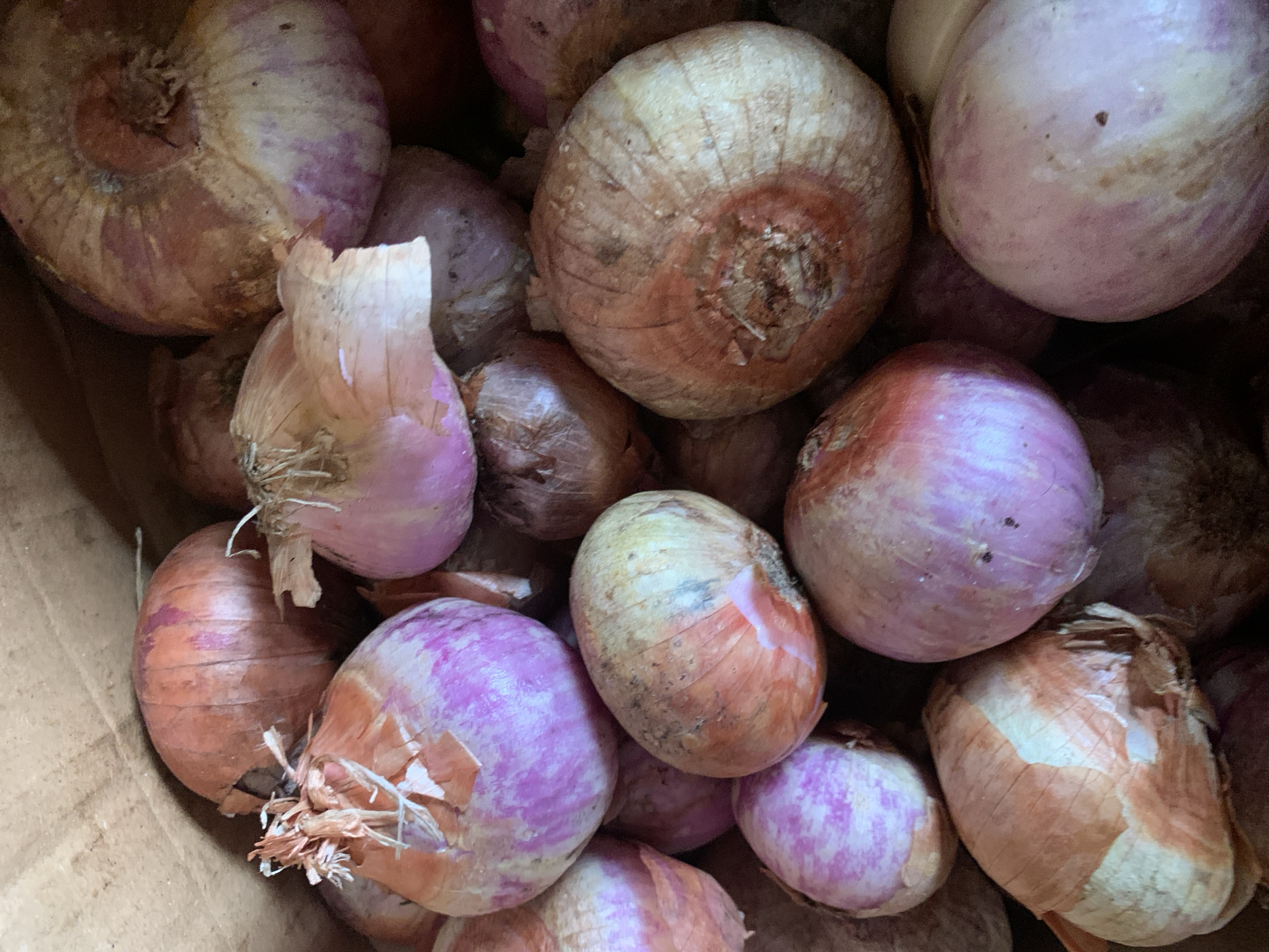 A close-up, high-angle shot shows a collection of red and yellow onions piled in a brown cardboard box. The onions vary in size and ripeness, with some showing dry, papery outer skins and others revealing the vibrant purple and yellow layers beneath. The texture of the onions is rough, with visible striations on their surfaces. The lighting is natural, casting soft shadows that highlight the curves and indentations of the vegetables. There are no people visible in the image. The environment is a simple, unadorned cardboard box, suggesting a storage or market setting. The image is entirely focused on the onions, with no other distinguishing features or background elements.
