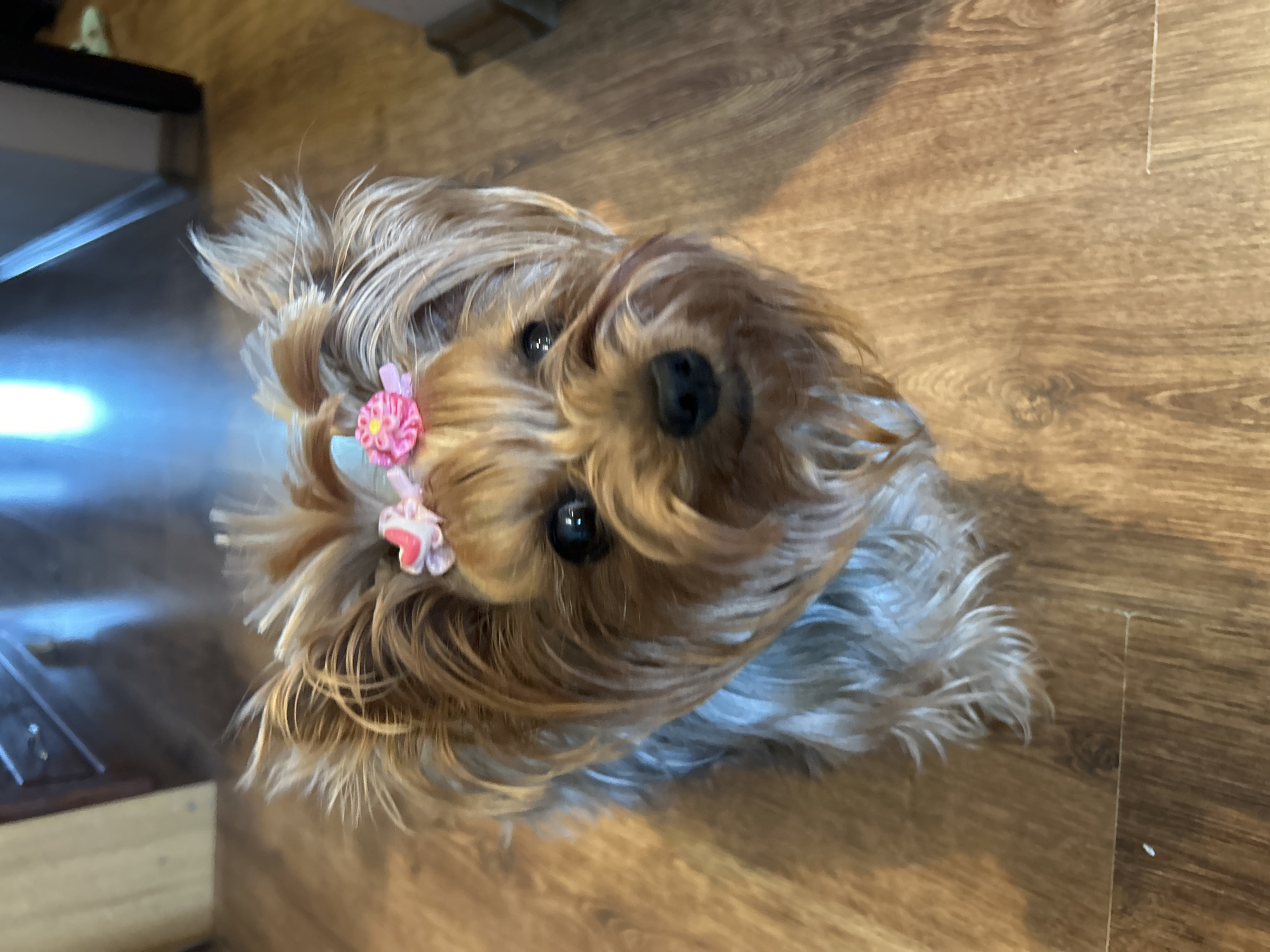 A small, light-brown Yorkshire Terrier with two pink flower hair clips is seen from above. It is standing on wood-patterned flooring. The location is not possible to determine from the image.