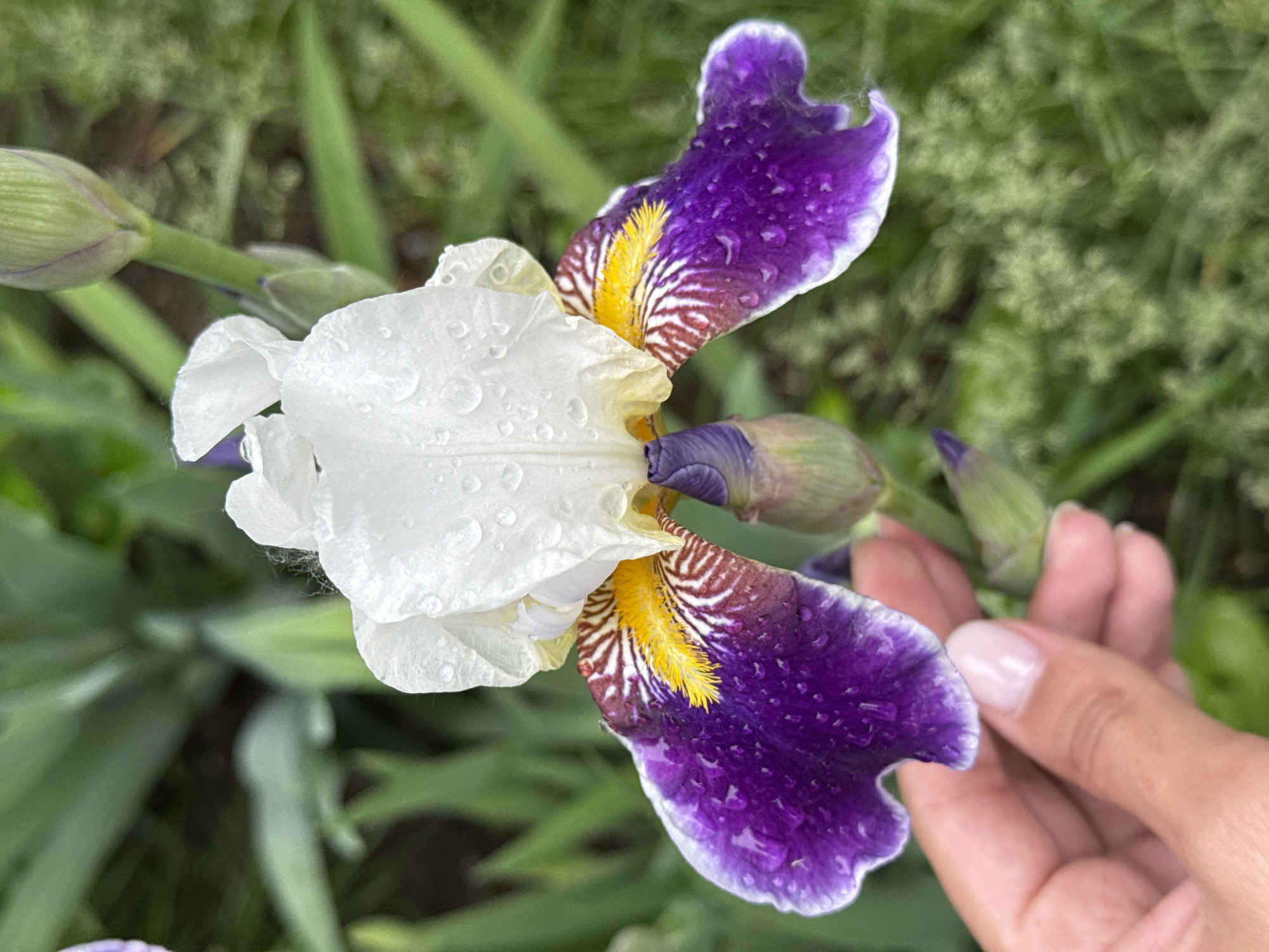 A close-up shot features a vibrant Iris flower, wet with numerous water droplets, set against a soft, out-of-focus green background. The Iris displays striking bicolor petals: the upper standards are pure white, while the lower falls are a rich, deep purple with a distinct white rim. Near the center of the flower, on the purple falls, there are prominent yellow, fuzzy beards and intricate reddish-brown and white striped patterns. Small, clear water droplets are scattered across both the white and purple petals, glistening slightly.
To the right and slightly below the flower, a human hand with light-toned skin and neatly manicured nails gently supports or touches the stem or base of the flower. Several unopened Iris buds are visible on stems, indicating more blooms to come. The background is a blur of various shades of green foliage, suggesting a garden or natural outdoor setting. The presence of water droplets on the petals implies recent rain or dew. No text is visible in the image. The overall impression is one of natural beauty and gentle interaction with the flower.