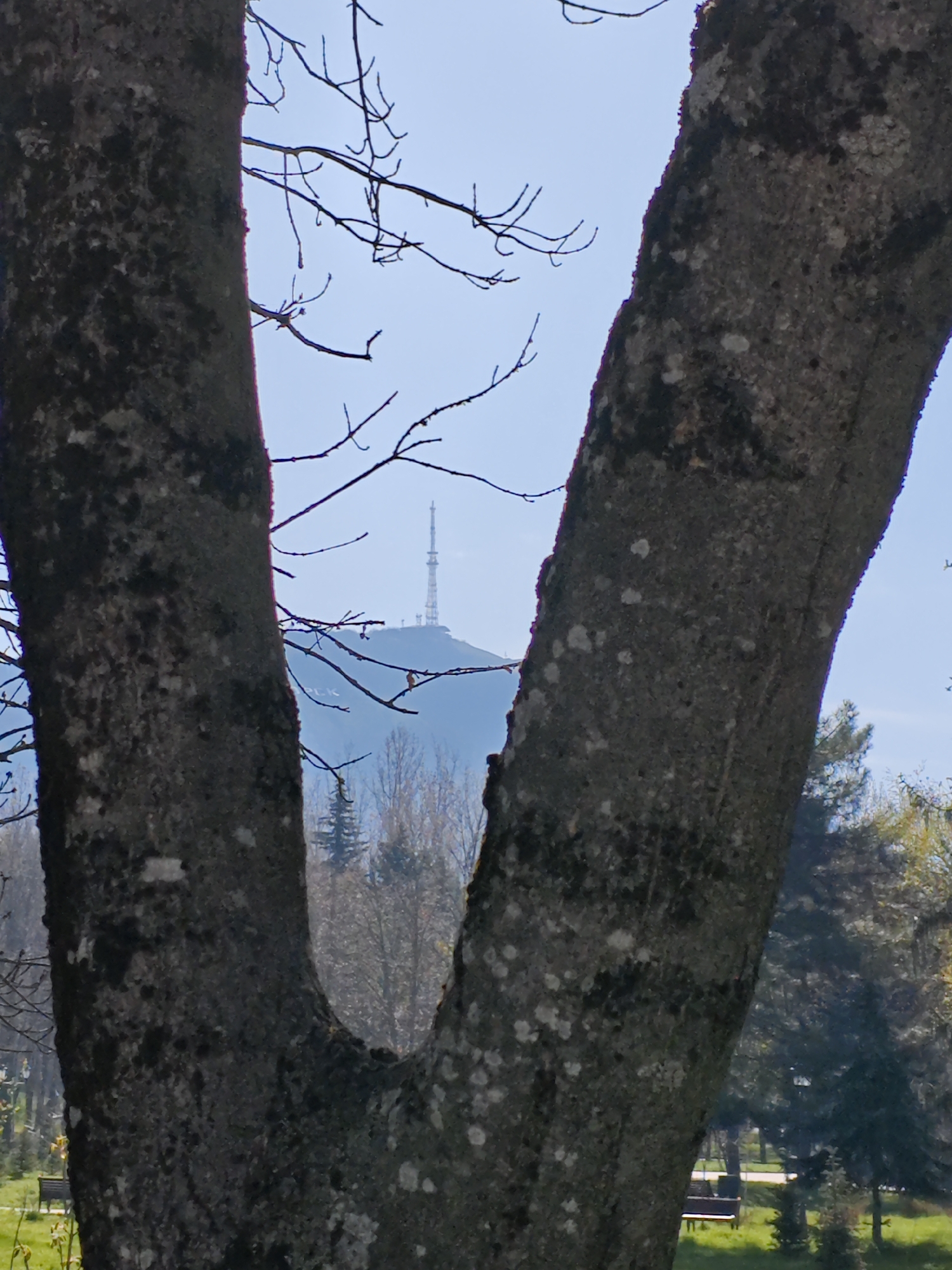 The image presents a serene park scene in Pyatigorsk, Russia, framed by the prominent, V-shaped boughs of two large tree trunks in the immediate foreground. The rough, greyish-brown bark of these trees is textured with patches of white and darker lichen, and bare branches, some with nascent buds, extend into the clear, light blue sky, indicating late winter or early spring.
Through the opening created by the tree trunks, a hazy, blueish-grey hill or mountain rises in the midground. A tall, slender communication or TV tower stands distinctly atop this hill, serving as a significant landmark. On the slope of the hill, below the tower, large white letters are partially visible, appearing to spell "П.Л.К." (P.L.K.) or a similar inscription, likely a local abbreviation.
In the bottom sections of the image, glimpses of a park environment are visible. Areas of vibrant green grass suggest the onset of spring, and several wooden park benches can be seen, hinting at leisure opportunities. Various other trees, both deciduous and evergreen, populate the landscape. The scene is illuminated by bright daylight, likely morning or early afternoon, under fair weather conditions. No specific activity or individuals are explicitly visible, contributing to the tranquil atmosphere.