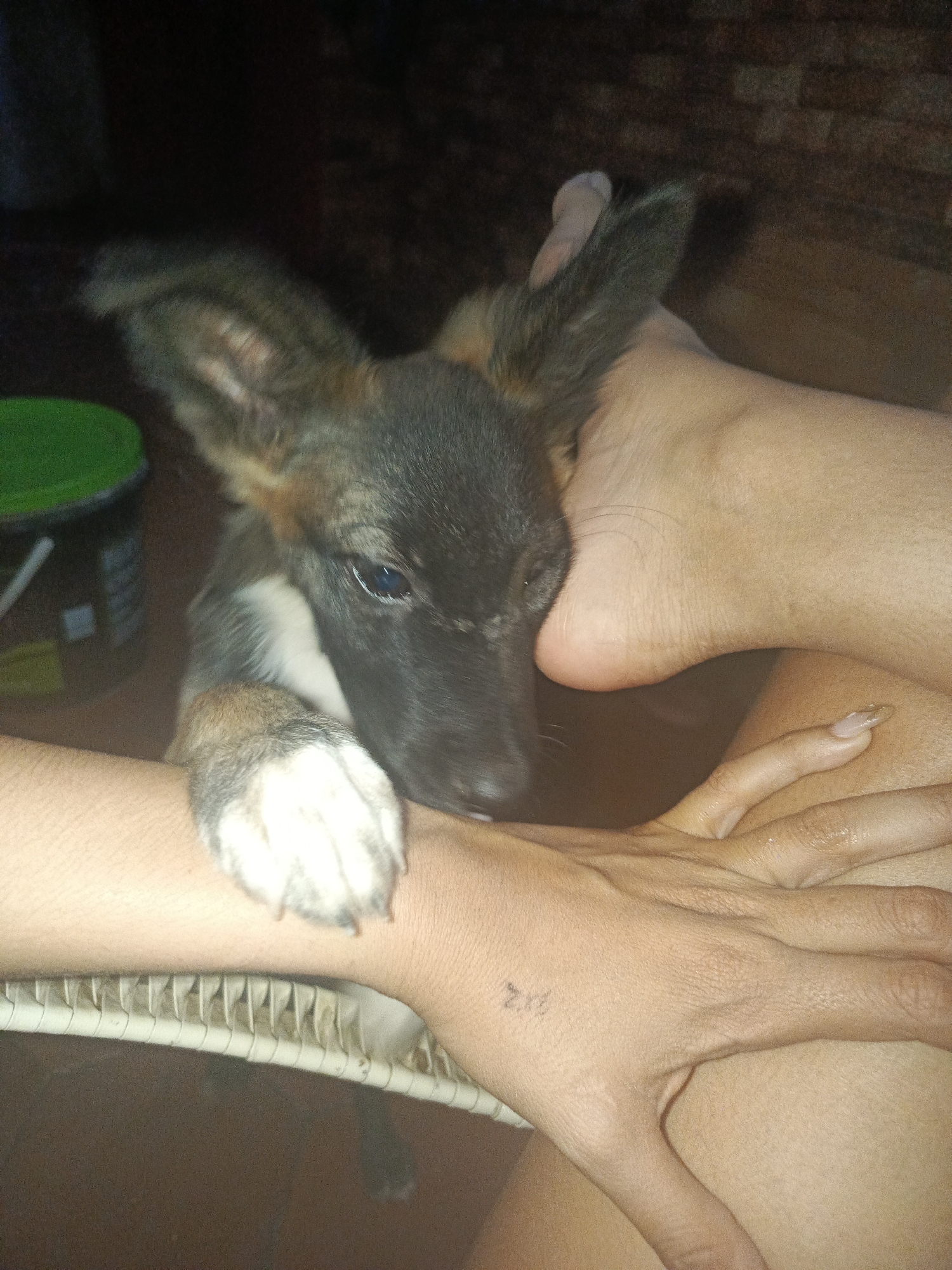 The image depicts a small dog, appearing to be a puppy with a mix of black, brown, and white fur, resting on a person's lap. The dog has large, upright ears and is looking towards the camera. The person's hand is visible on the dog and lap. There is a green and black container partially visible in the background and an air vent. The location is stated as Juan Griego, Venezuela.