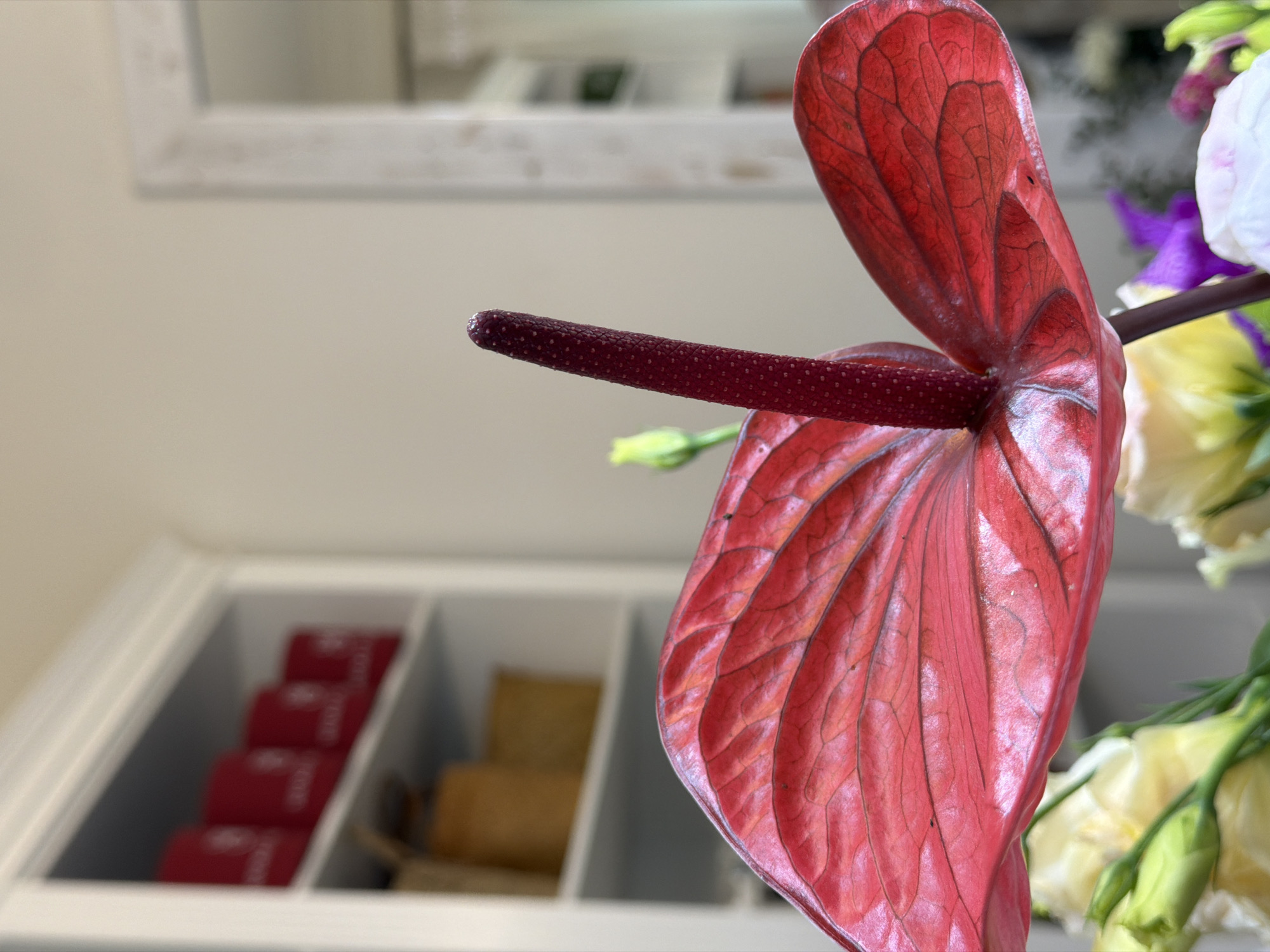 The image is a close-up shot of a red Anthurium flower, also known as a flamingo flower, with a long, dark-red spadix extending from its center. The spathe of the flower displays prominent venation. Behind the Anthurium, there are other flowers, including a white flower and a purple flower.
In the background, there is a white shelf containing a variety of items. On the left side, there is a stack of red objects, and on the right side, there are tan objects. A framed mirror is visible above the shelf.
The image does not provide enough information to confirm it was taken in Bishkek City, Kyrgyzstan.