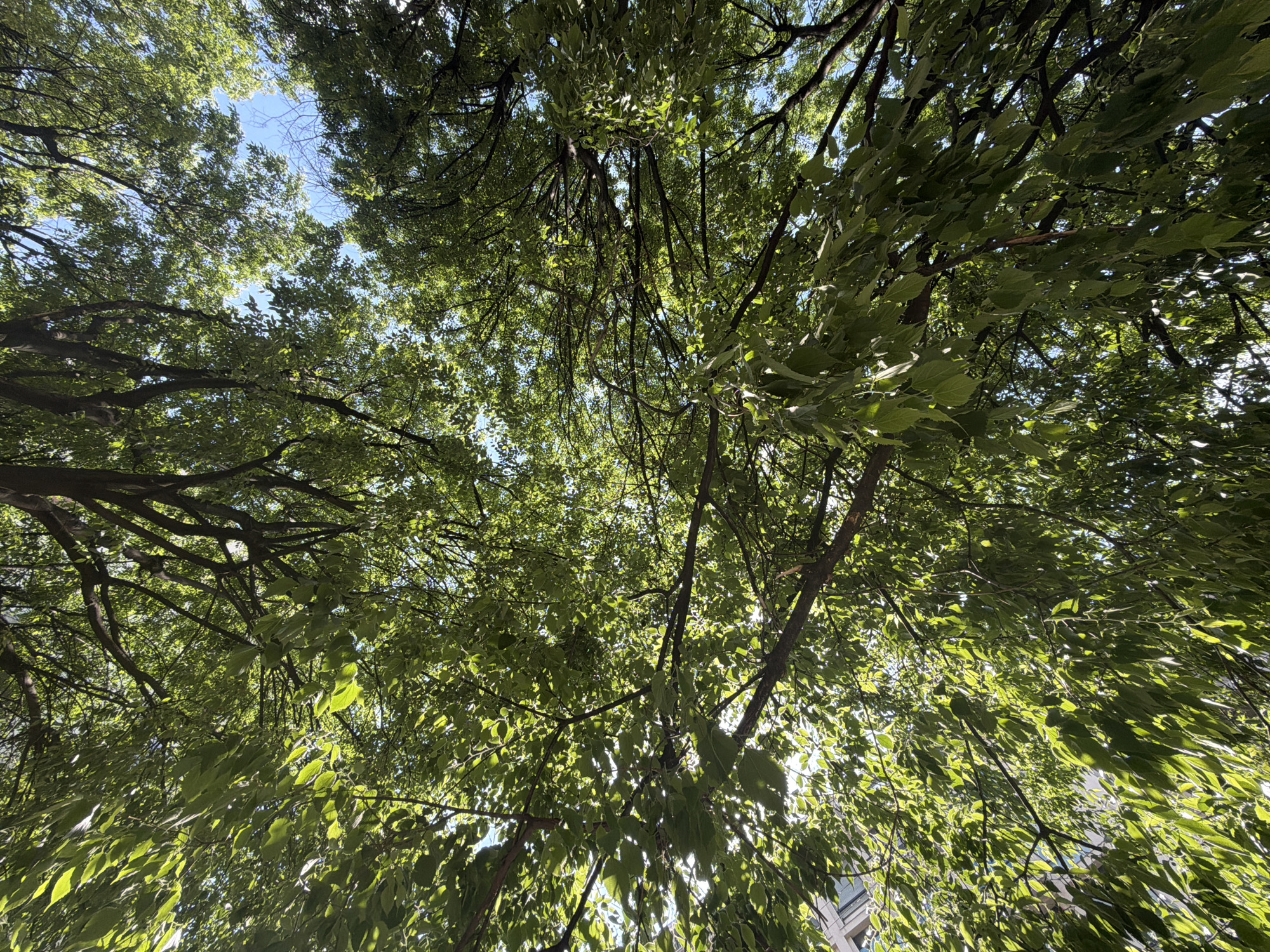 The image displays an upward perspective looking through a dense canopy of trees, showcasing a natural outdoor scene. Lush green leaves of varying shades and intricate dark branches fill the majority of the frame. Patches of clear blue sky are visible through the gaps in the foliage, particularly towards the top and center of the composition. Bright sunlight filters through the leaves, creating vibrant highlights and dappled light effects, indicating a sunny day, likely mid-morning or afternoon. There are no people or specific activities depicted. The scene suggests a serene environment, possibly within a park, garden, or a tree-lined street in Milan, Italy. A faint, light-colored architectural structure is partially visible through the leaves at the bottom right, hinting at an urban setting. No visible text is present.