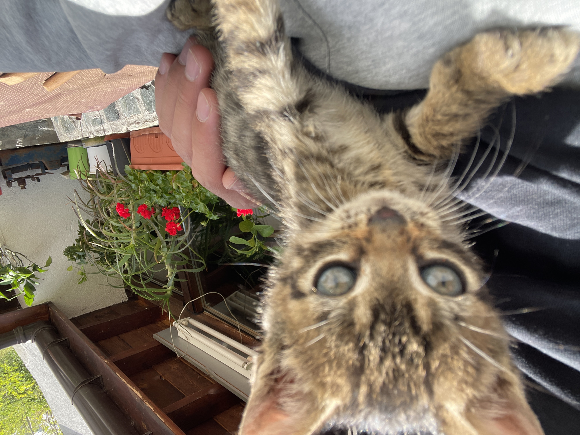 A close-up, rotated image shows a tabby kitten being held upside down. The person holding the kitten is visible only by their hand and part of their gray hoodie. The kitten's face, with prominent eyes and whiskers, is the focal point. In the background, there's a balcony setting with potted plants, including one with red flowers. The background elements include a wooden structure, possibly part of the balcony's framework. The city of Zlatograd, Bulgaria, is not discernible from this image.