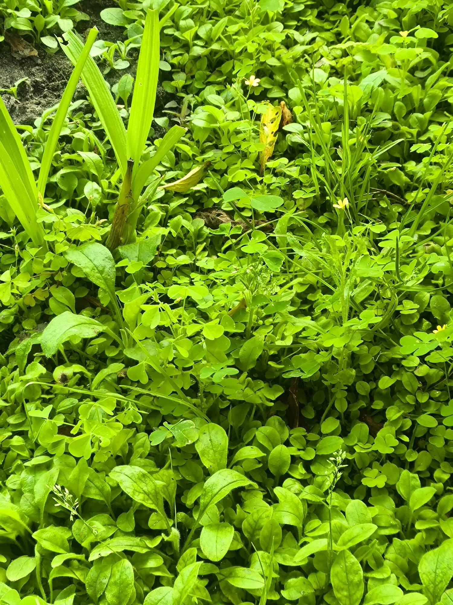The image is a close-up, top-down view of a dense patch of vibrant green vegetation. The scene is dominated by various types of small, leafy plants, with some taller, blade-like leaves emerging from the center-left. Interspersed throughout the ground cover are a few delicate, yellow wildflowers, barely visible amongst the foliage. The texture of the plants is varied, with some leaves appearing smooth and others slightly fuzzy. A few dried brown leaves or debris are scattered amongst the green. The overall impression is of a lush, thriving natural environment, possibly a garden bed or a patch of wild growth. There are no people or man-made objects clearly visible in the image. The lighting appears to be natural daylight, casting subtle shadows and highlighting the glossy surfaces of some leaves. The ground beneath the plants is not clearly discernible due to the thick coverage.