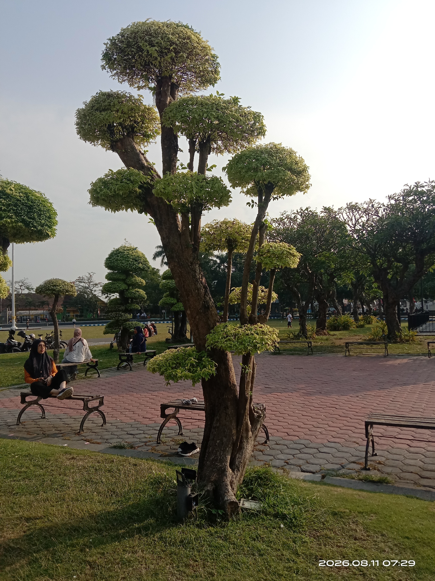 This is a daytime, eye-level shot of a public park in Kaliwungu, Indonesia, on August 11, 2026, at 07:29. The foreground features a meticulously sculpted bonsai tree with multiple tiers of foliage. To the left of the bonsai, a person wearing a black hijab and an orange jacket sits on a dark metal park bench, facing forward and looking to their left. Next to them, another person wearing a white hijab and a light-colored top sits on a similar bench, also facing forward. Beyond the benches, a paved walkway with red and grey interlocking bricks leads into the park. In the mid-ground, several other trees, some also sculpted, are visible, along with more park benches and people milling about. In the background, a grassy field separates the paved area from a street with parked motorcycles and buildings. The sky is clear and bright, indicating a sunny day.