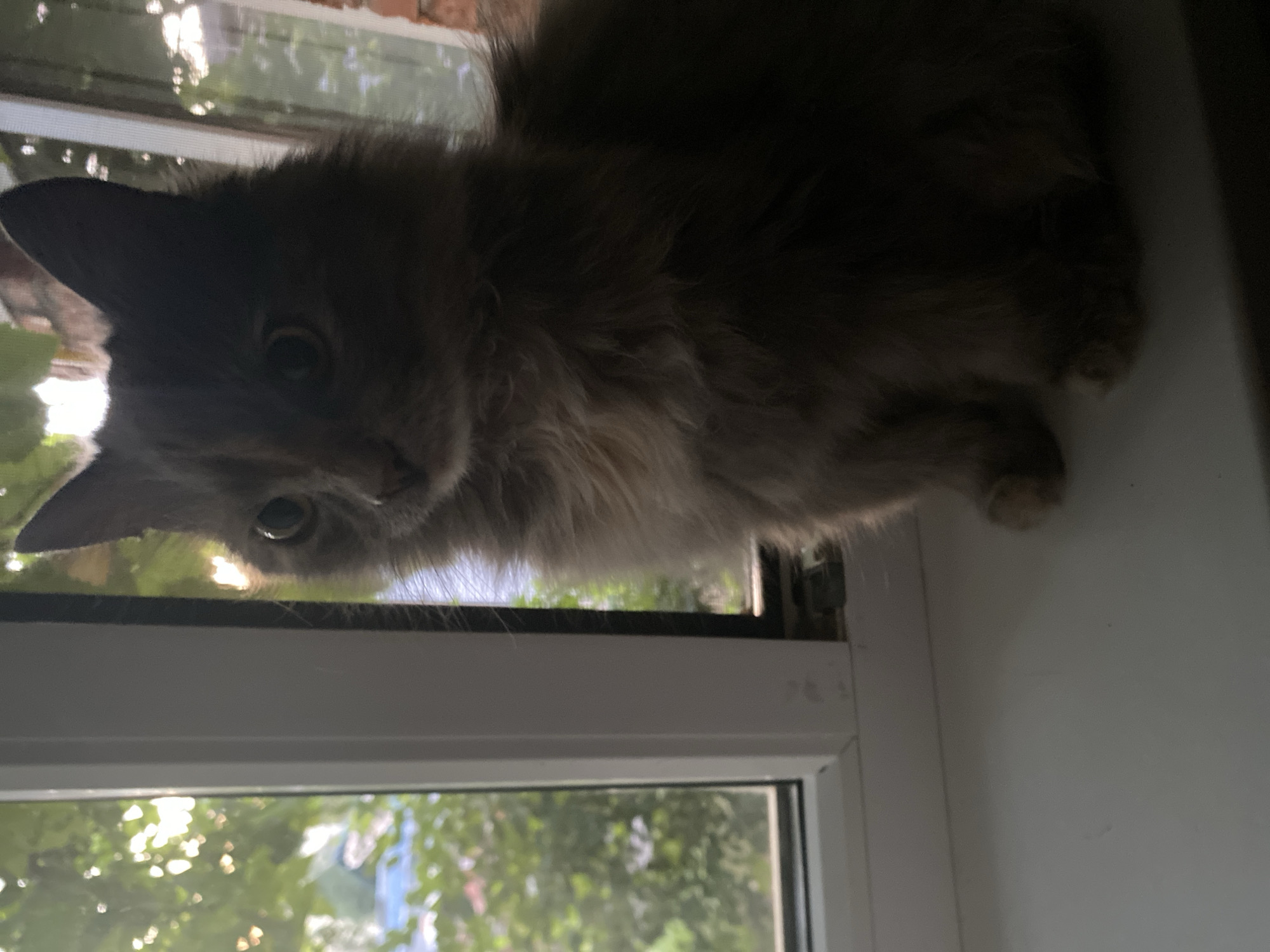 A long-haired gray cat is sitting on a white windowsill. The cat is looking to the left. In the background, through the window, there are green trees and foliage. The lighting suggests it is daytime, with some sunlight filtering through the leaves. The windowsill is clean. The image appears to be taken indoors, looking out.