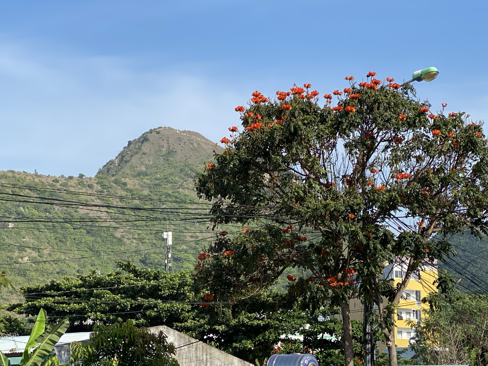 In the city of Bac Nha Trang Ward, Vietnam, a vibrant scene unfolds under a clear blue sky. In the foreground, a lush tree bursts with bright orange flowers, its branches reaching towards the sky. A green lamppost with a white pole stands on the right, its light off. Behind the tree, a verdant mountain slopes gently upwards, its peak adorned with a faint line, possibly a path or a wall. The mountain is partially covered in trees, giving it a textured, green appearance. A telecommunications tower is visible on the mountainside. In the middle ground, a bright yellow building with white window frames stands tall, contrasting with the natural surroundings. Power lines crisscross the scene, connecting different parts of the city. Lush green foliage of other trees and plants can be seen in front of the yellow building and to the left of the frame, with banana leaves adding a touch of tropical flair. A concrete wall is visible in the lower left corner. The overall impression is one of a sun-drenched, lively urban landscape harmoniously blended with natural beauty.