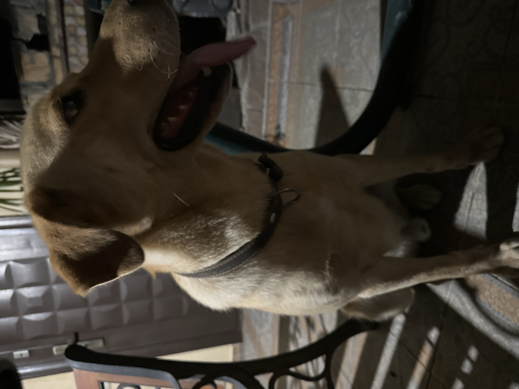 A light brown dog with its tongue out is sitting on a tiled patio. The dog is wearing a dark collar. A black metal chair is partially visible to the left, and a brown door is in the background. The scene is outdoors and appears to be at night.