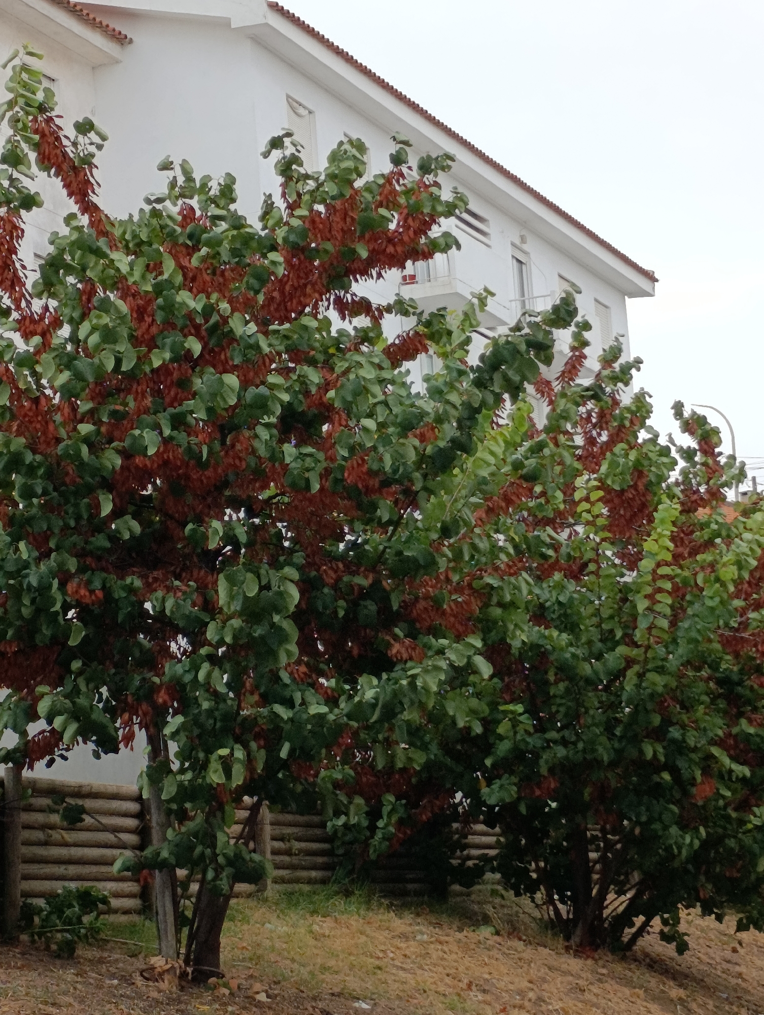 A close-up shot shows two trees in front of a white building. The trees have green leaves and reddish-brown seed pods. The building has a white facade and a tiled roof. Behind the trees, a wooden fence is visible. The ground in front of the trees is covered with dry grass and leaves. The sky is overcast.