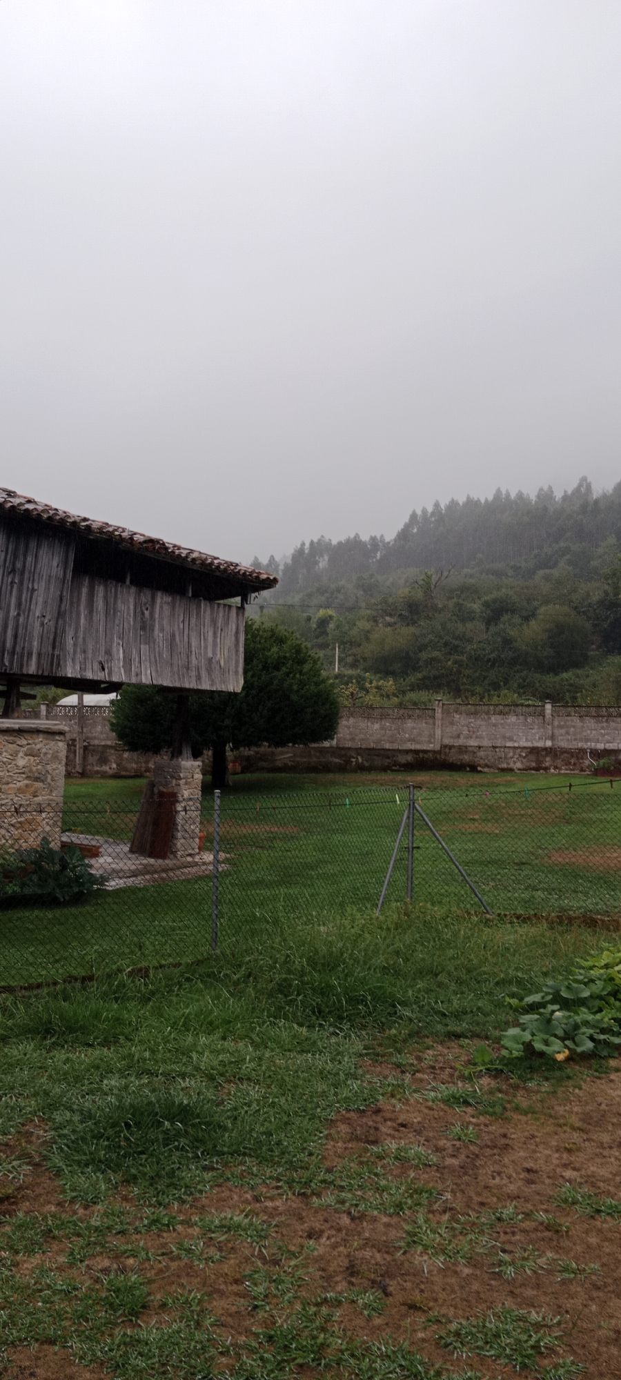 A vertical, medium shot captures an outdoor scene on a cloudy day, likely in or near Pravia, Spain. In the foreground, on the left, a portion of a rustic wooden building with a red tile roof is visible. The building's weathered wood planks are vertical and show signs of age. A stone structure supports the building.
To the right of the wooden building, a grassy area is enclosed by a wire fence. The grass is green and appears somewhat uneven, with patches of drier earth. Several fence posts, including a triangular metal support, are present. In the middle ground, there are two rounded trees. Behind the trees, a low wall constructed of concrete blocks runs horizontally across the image.
Further back, a densely forested hillside rises, with the trees becoming indistinct due to fog or mist. The sky is a uniform, pale gray, indicating overcast conditions. In the lower right corner, a few large green leaves, possibly from a plant like a pumpkin vine, are visible, suggesting a garden area. A few clothespins are clipped to the fence in the middle ground. The overall atmosphere is muted and slightly damp.