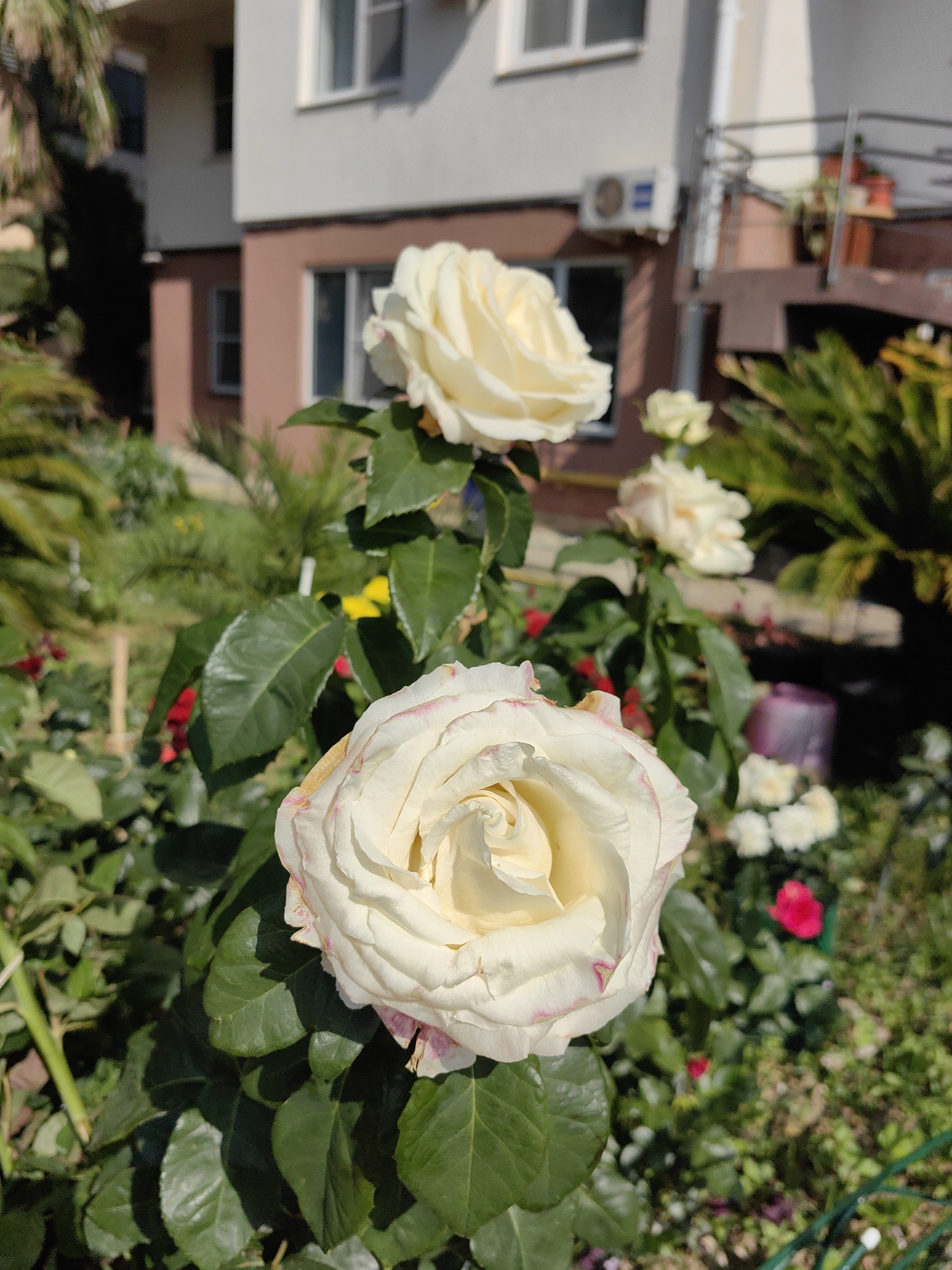 In Sochi, Russia, a close-up shot features a pale yellow rose with delicate pink edges in the foreground. The rose is in focus, with its petals unfurling to reveal a swirling pattern at its center. Behind the rose, the scene is softly blurred, showing more pale yellow roses on stems with green leaves. In the mid-ground, a building with a beige and reddish-brown facade is visible, featuring windows and an air conditioning unit. Green foliage, including palm fronds, is also present in the background, suggesting an outdoor setting like a garden or park. The lighting indicates it is daytime, casting shadows and highlighting the textures of the flowers and leaves.