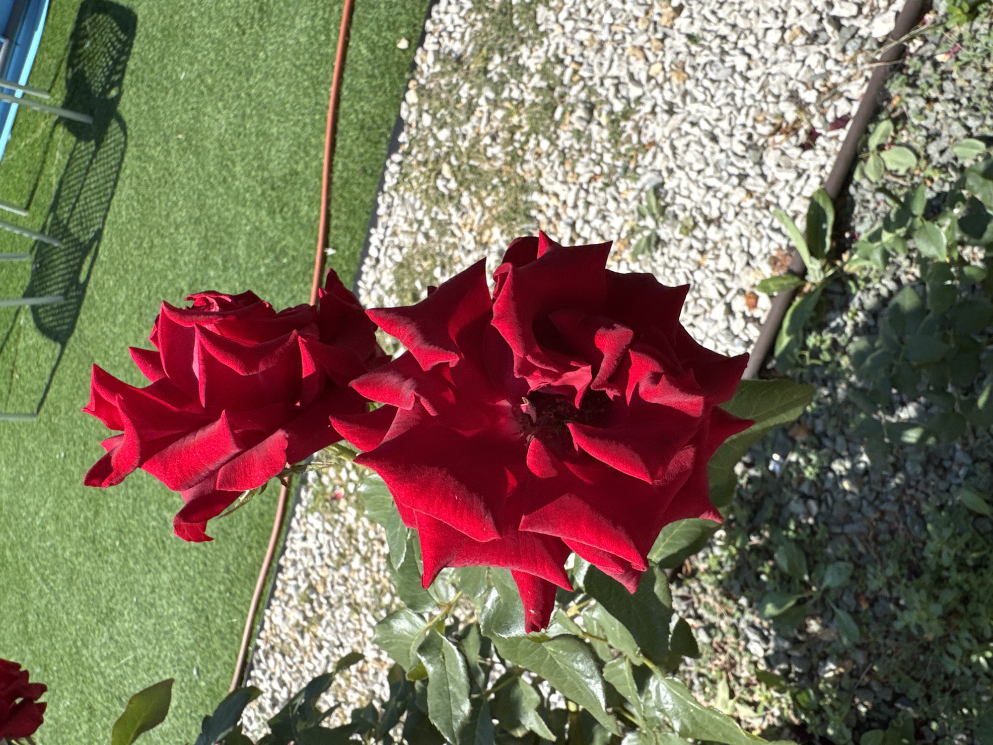 A close-up, vertical shot showcases two vibrant red roses in full bloom. The roses are the primary subjects, with their velvety petals sharply focused and their deep red color contrasting against the background. Behind the roses, a bed of white gravel and green foliage forms the mid-ground. In the upper portion of the image, a patch of artificial turf is visible, with the shadows of what appear to be outdoor chairs cast upon it. A thin brown hose snakes across the gravel and grass. The scene is bathed in bright sunlight, casting distinct shadows and highlighting the texture of the rose petals and gravel. The image appears to be taken outdoors, possibly in a garden or park setting. There are no people or animals visible in the frame. The location is identified as Uyutnoye, Ukraine.