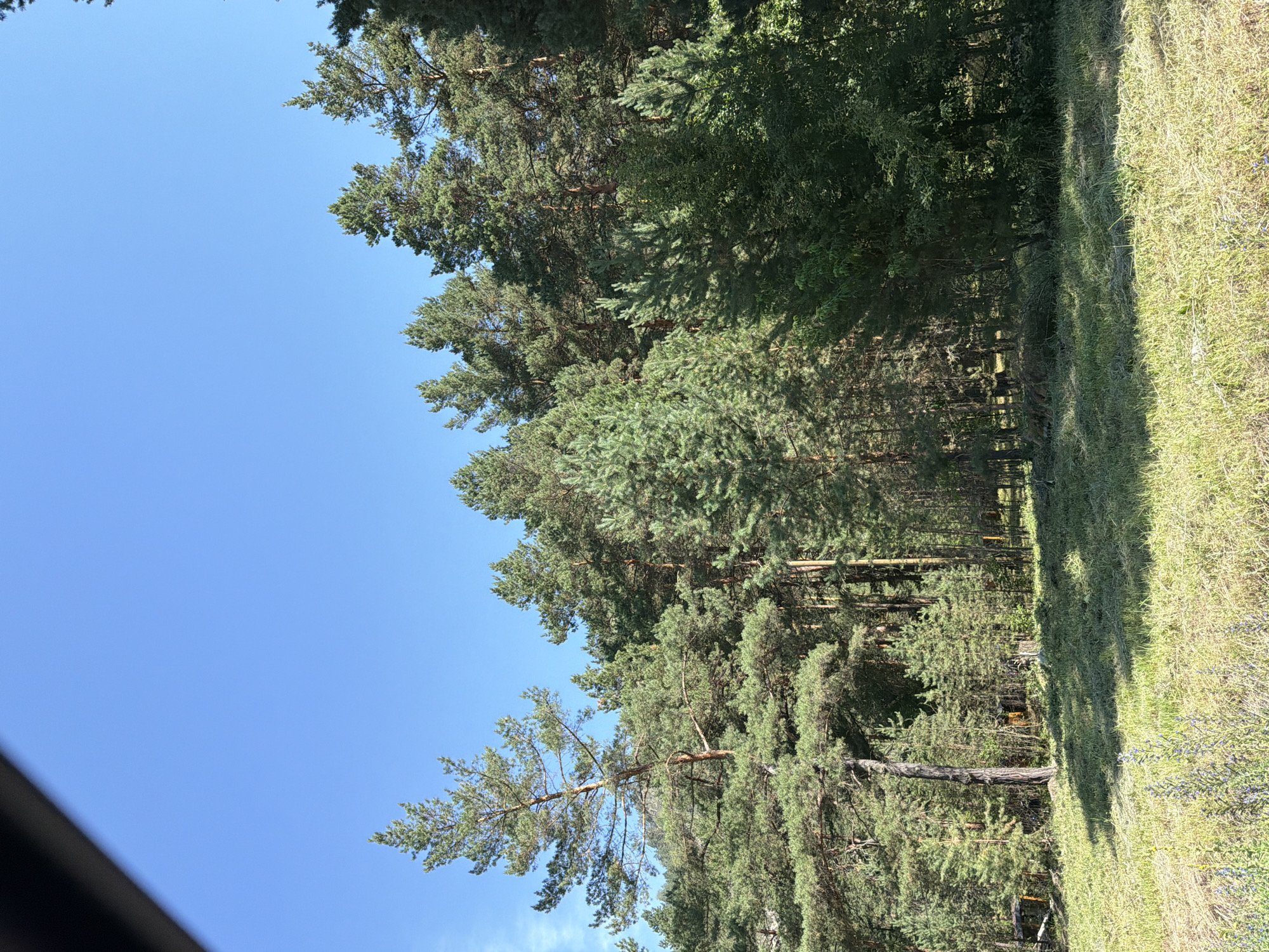 The image depicts a sunlit forest scene with a clear blue sky overhead. In the foreground, a mown grassy area is visible, with some wildflowers and tall grass. Behind the grass, a dense forest of coniferous trees, primarily pines, dominates the midground and background. The trees vary in size and density, creating a layered effect. Some of the trees are tall and slender, while others are broader. The sunlight casts dappled shadows on the forest floor, suggesting a bright day. In the far background, hints of what might be man-made structures or debris are barely visible amongst the trees, particularly in the lower right portion of the image where some yellowish vertical elements can be discerned. No people or animals are present in the image. The overall impression is of a natural, undisturbed forest environment on a clear day. The location is specified as Uznezya, Russia.