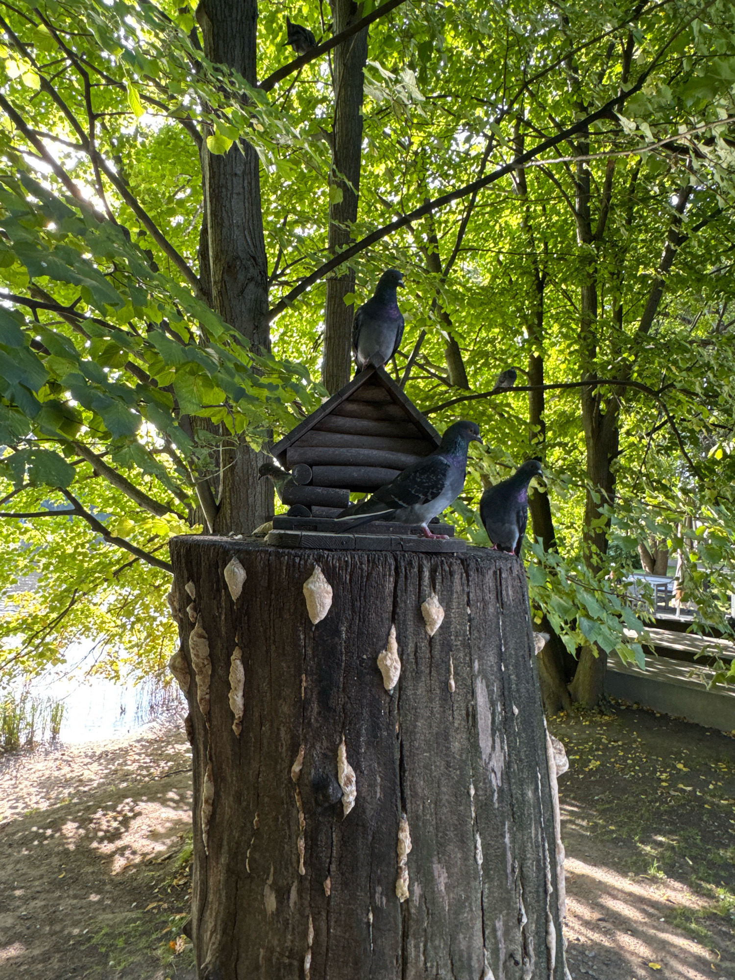 The image depicts a bird feeder shaped like a miniature log cabin situated atop a thick tree stump in a park setting. Several pigeons are gathered on and around the feeder. The feeder is made of dark wood and appears to be partially open. One pigeon is perched on the roof of the feeder, another on the edge of the platform, and a third is on the stump to the right of the feeder. Two more pigeons are visible in the background, one on a branch of a nearby tree and another further in the distance. The surrounding environment consists of lush green trees with sunlight filtering through the leaves, casting dappled shadows on the ground. A body of water, likely a pond or canal, is visible in the background to the left, with a gentle slope leading down to it covered in fallen leaves. A paved walkway with a railing is also visible in the far background. The tree stump itself is rough and weathered, with several light-colored growths resembling fungi or bark pieces attached to its surface. The scene is tranquil and evokes a sense of nature within an urban park. While the image does not explicitly confirm its location in Saint Petersburg, Russia, the presence of mature trees, well-maintained park areas, and the general aesthetic are consistent with many parks found in the city.
