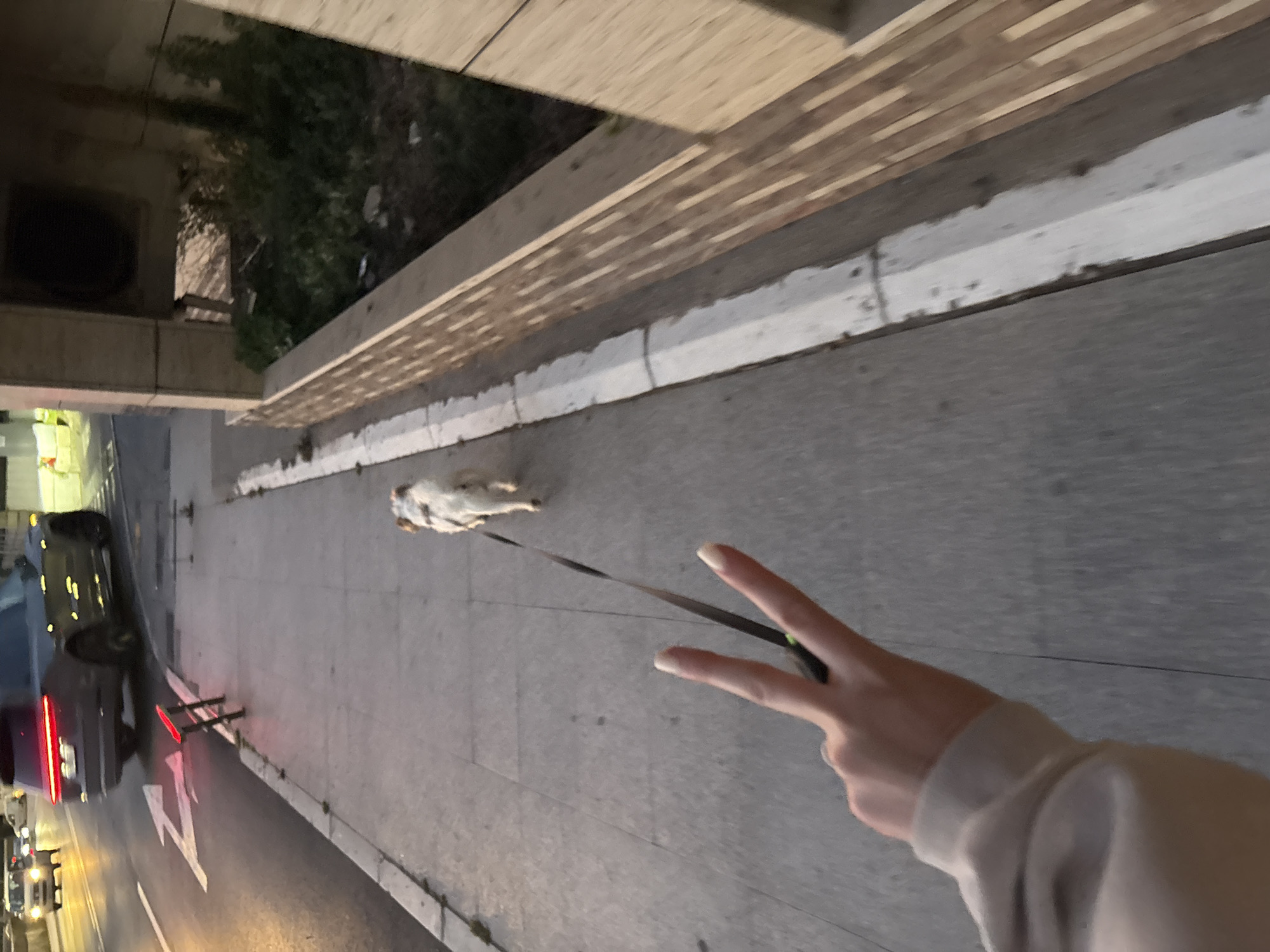 The image captures an urban street scene at dusk or night, likely in Boreti, Montenegro, viewed from a slightly elevated perspective.
In the lower right foreground, a person's hand is visible, holding a black dog leash and making a peace sign with two fingers. The person is wearing a light-colored, long-sleeved top. The leash extends to a small, light-colored dog, possibly white with tan or brown markings, walking on a concrete sidewalk.
Adjacent to the sidewalk, on the left side of the frame, is an asphalt road. A dark-colored car, appearing to be an SUV or sedan, is parked or moving slowly with its red taillights illuminated. Further down the road, another vehicle is partially visible. A white, arrow-shaped marking, resembling a wide 'W' or a directional arrow, is painted on the road surface. Near the car, a black, two-pronged stand with a red light on its top edge is positioned on the roadside.
Along the right side of the image, beyond the sidewalk, a concrete barrier or wall separates the pedestrian area from dense green bushes and foliage. Above this, a large, light-colored wooden structure with prominent horizontal slats extends across the upper portion of the frame, suggesting the underside of an elevated platform, bridge, or building overhang.
The ambient lighting, characterized by illuminated car lights and reflections, indicates that the photograph was taken during late evening or nighttime. The hand making a peace sign conveys a casual or positive mood. No specific weather conditions are evident, and the ground appears dry. There is no other visible text apart from the road marking.