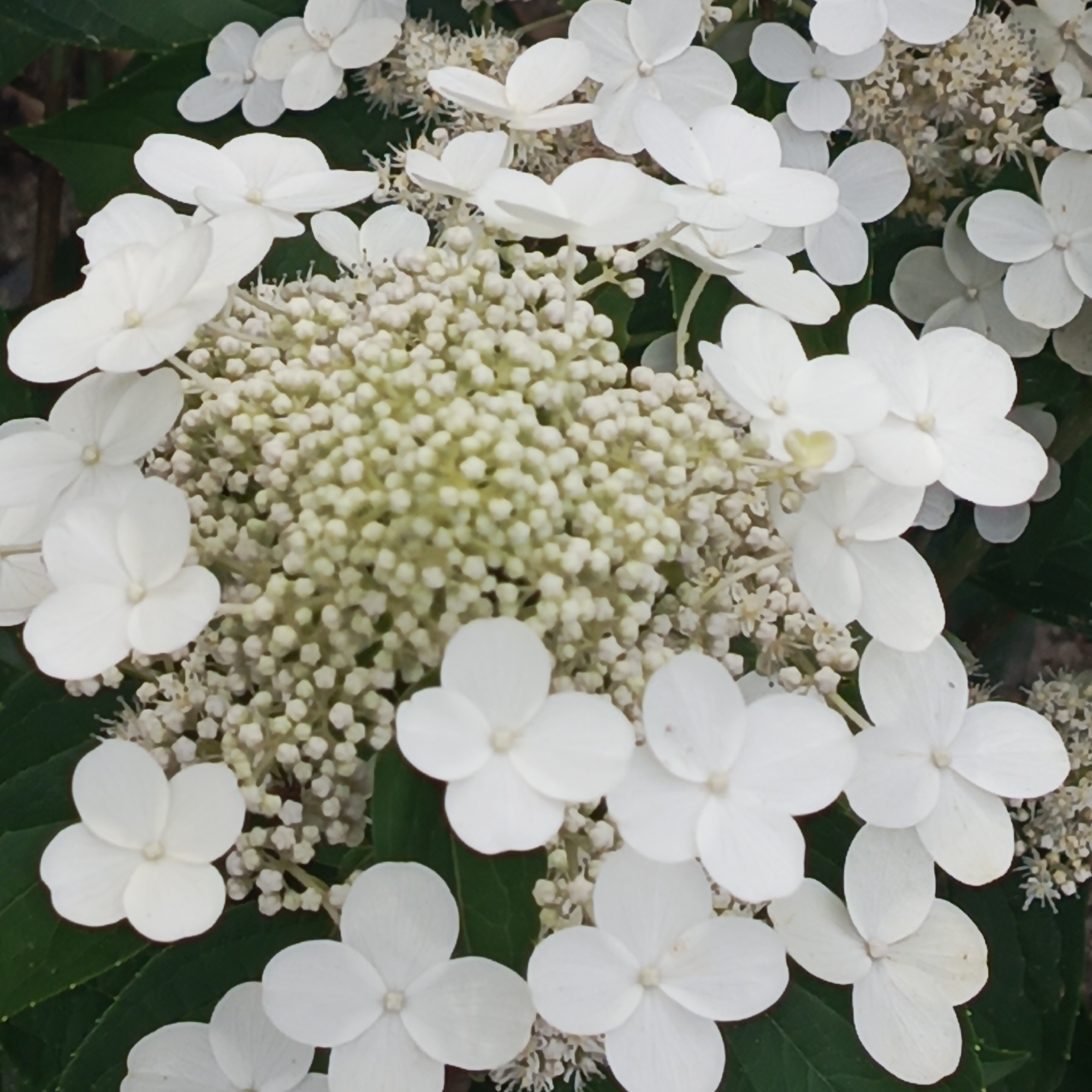 This is a close-up, eye-level, natural light photograph of a cluster of white hydrangeas. The flowers are the primary subject, with large, showy outer petals and a dense cluster of smaller, undeveloped buds in the center. The petals are delicate and slightly translucent, with subtle veining visible. The color palette is predominantly white and green, with hints of yellow in the center of some blooms. The background is blurred, focusing attention on the intricate details of the flowers. The photograph does not depict any urban environment, people, or specific locations within Vladivostok, Russia. It is a botanical study focused solely on the floral subjects.