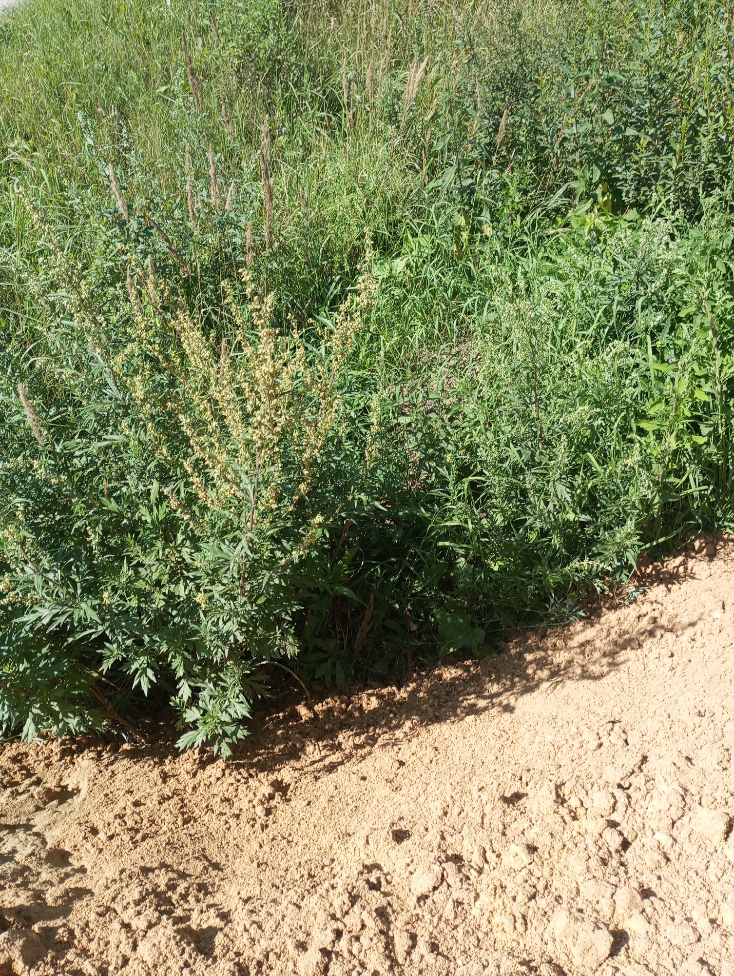 The image depicts a patch of dry, sandy soil in the foreground, with a dense growth of green vegetation in the background. The vegetation consists of various types of grasses and leafy plants, some of which are taller and have seed heads. A shadow from the vegetation falls across the sandy ground, indicating a sunny day. The setting appears to be a natural or semi-natural area, possibly a roadside verge or an undeveloped plot of land within or on the outskirts of Alabukhino, Russia. There are no people or animals visible in the image, nor any man-made structures. The scene is static and captures a natural landscape under daylight conditions.
