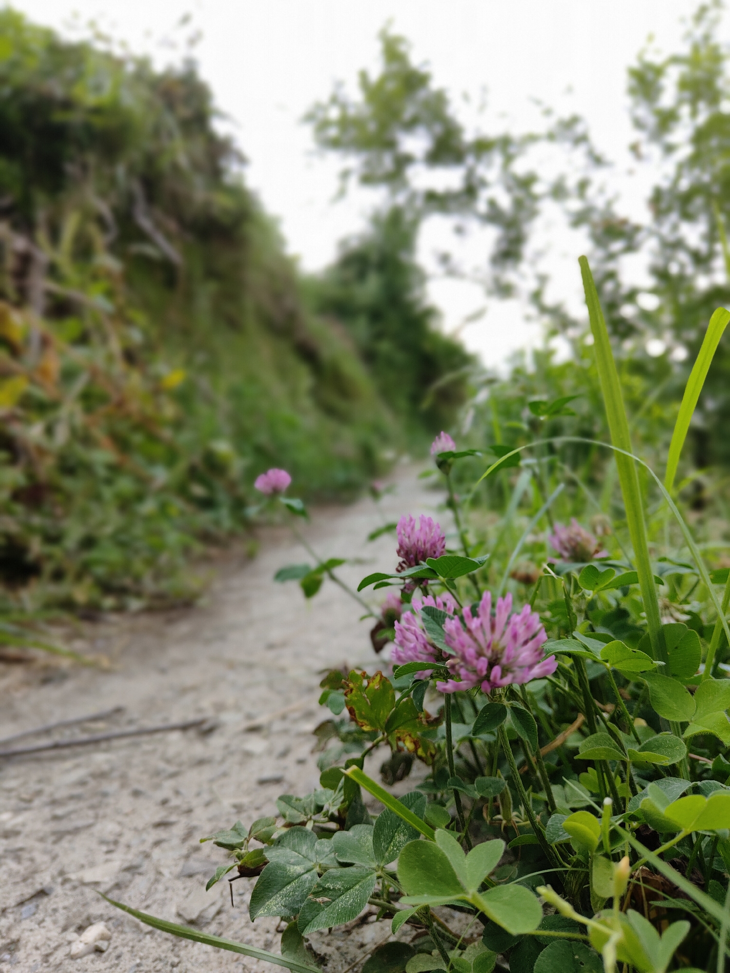 A low-angle, shallow depth-of-field photograph captures a dirt path winding through lush green vegetation. In the foreground, several pink clover flowers are in focus, their delicate petals catching the light. The path is composed of small stones and dirt, appearing well-trodden. To the left, a grassy embankment rises, also covered in green foliage. To the right, taller blades of grass stand vertically, reaching towards the overcast sky. In the background, the greenery blurs into a soft, out-of-focus wash of greens and whites, suggesting trees and sky beyond. The scene is natural and serene, possibly taken in a rural or semi-urban setting like Vashisht, India, given the mention of its location. No people or animals are visible in the frame.