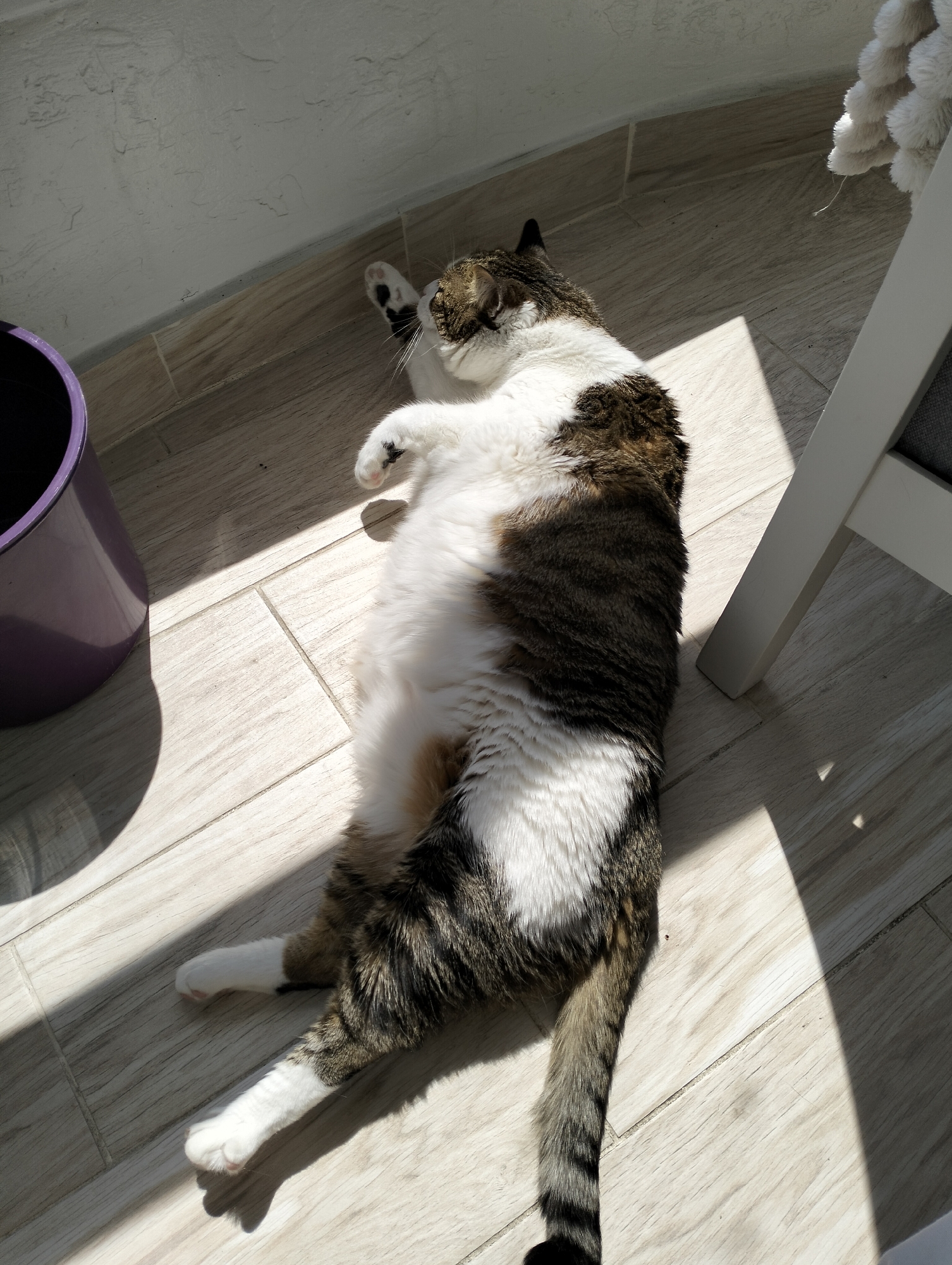 A tabby and white cat is lying on its back on a tiled floor in a well-lit area, possibly due to sunlight streaming through a window. The cat is stretched out with its paws and tail extended. A purple bucket is partially visible in the left side of the frame, and a white chair is situated on the right. There's no indication of a specific location within Krykhivtsi, Ukraine.