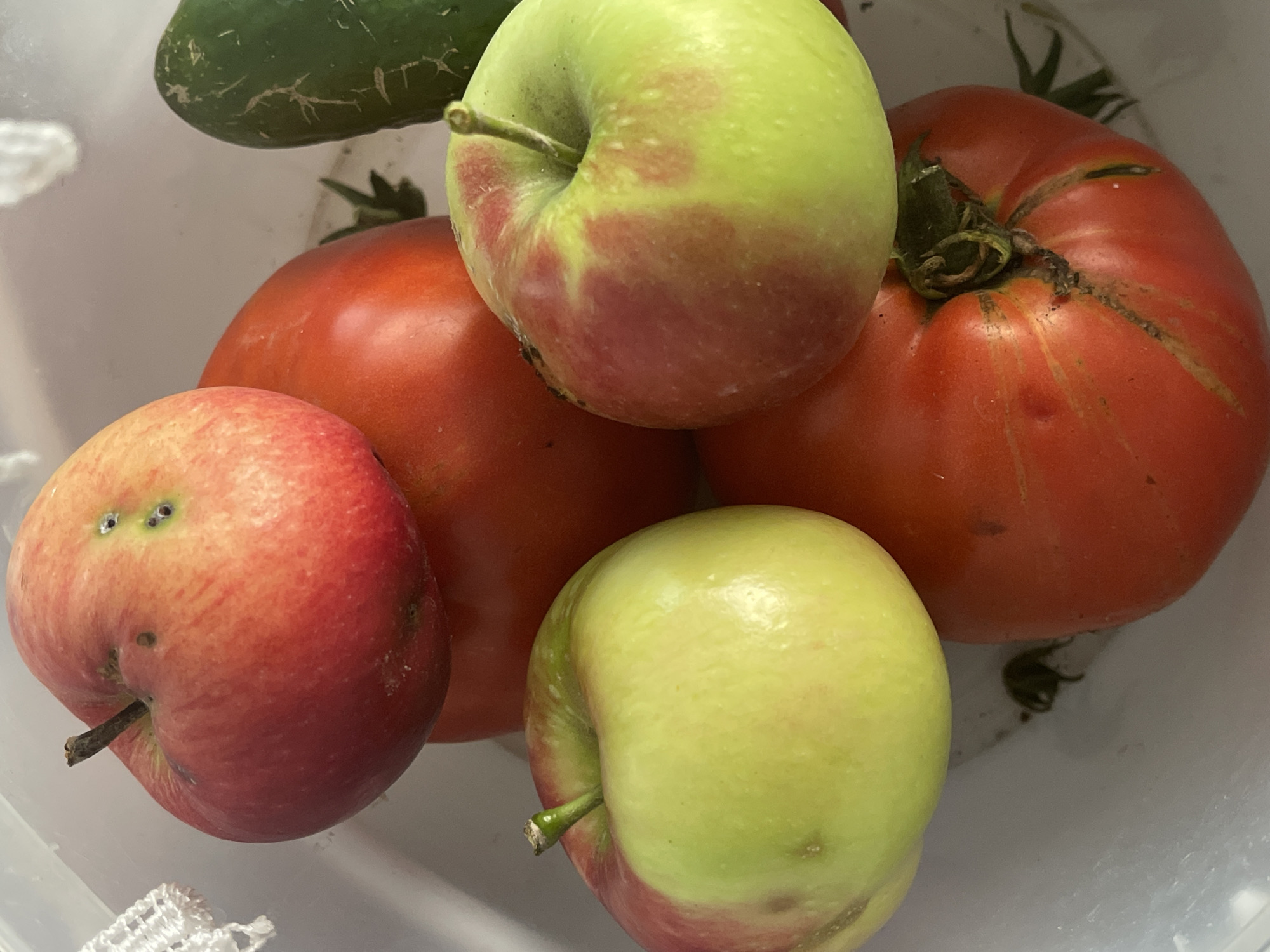 The image displays a close-up, overhead view of a collection of fresh produce inside a white container, possibly a refrigerator bin or a large bowl. The subjects are primarily fruits and vegetables, including at least two red apples, one of which shows signs of insect damage with small dark holes. There are also at least two large, red tomatoes, one exhibiting faint green streaks and another with a prominent stem and some minor imperfections. A green cucumber, partially visible on the right side of the frame, appears to have some light scarring on its skin. The overall lighting suggests an indoor environment. The image does not contain any information about the city of Средний, Russia, or any people or actions occurring within it.