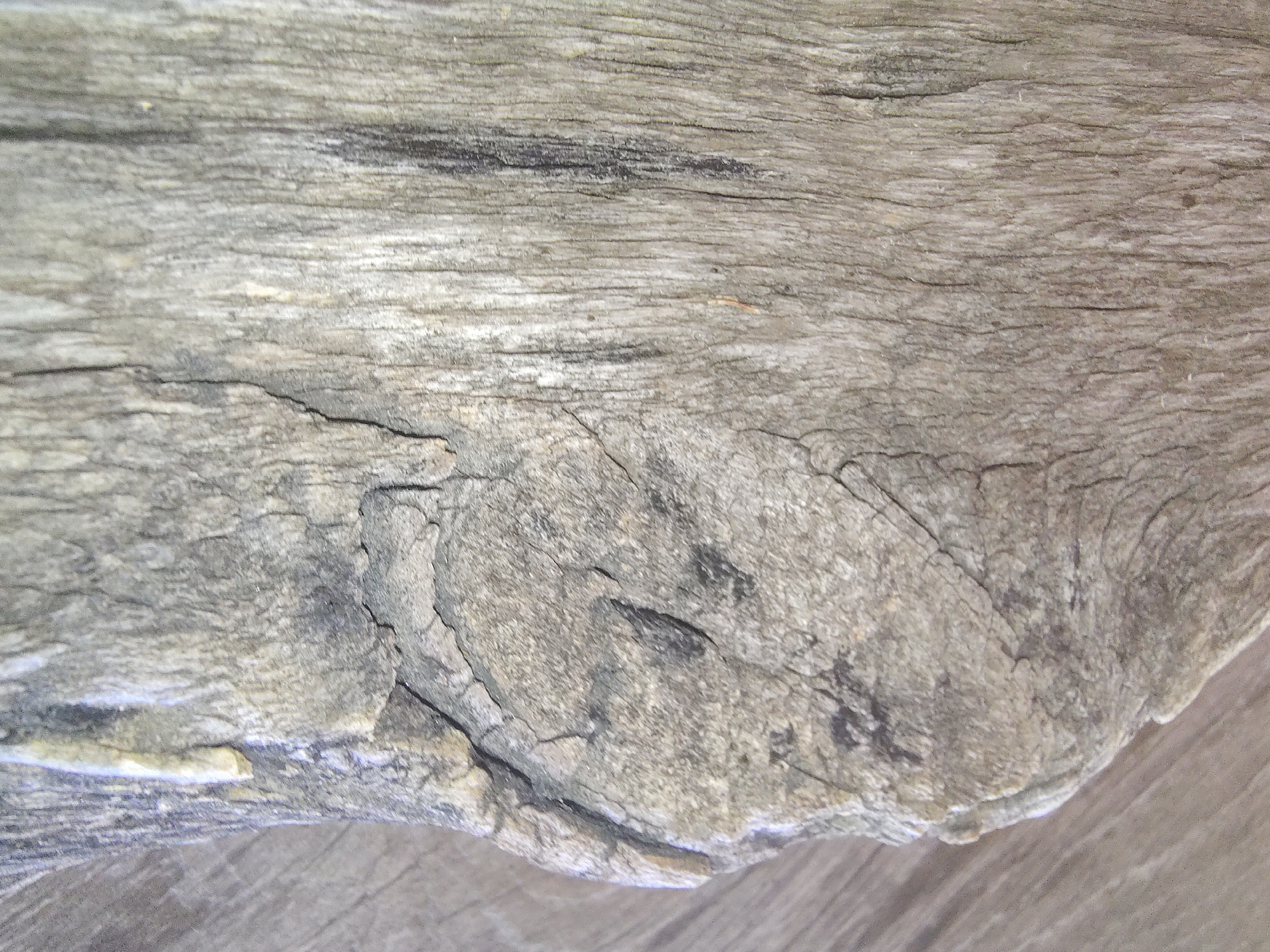 This is a close-up, vertically oriented, eye-level photograph of weathered, grey wood grain. The texture is rough and shows prominent vertical lines that are characteristic of wood fibers. There are visible cracks and an irregular, protruding section on the left side of the frame. The lighting is soft and diffused, highlighting the texture and variations in tone within the wood. No people, animals, or specific locations within Pishchane, Ukraine, are discernible in this abstract textural image. The background appears to be a blurred, lighter colored surface, possibly a wooden table or floor.
