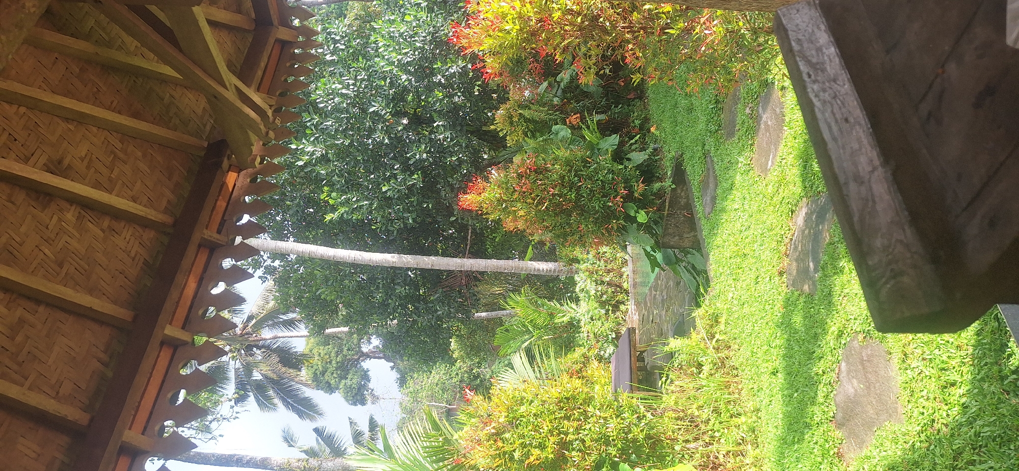 The image shows an outdoor scene from beneath a thatched-roof gazebo in Payangan, Indonesia. The gazebo's wooden beams and decorative eaves are visible at the top of the frame. In the middle ground, lush green vegetation abounds, with a variety of trees and bushes. Two prominent palm trees are visible, one tall and slender with a light-colored trunk, and another with broader fronds. In the foreground, to the left, is a seating area or bench with a dark-colored top. To the right, a rough-hewn wooden surface occupies the lower corner of the frame. A pathway of stepping stones is laid across a grassy area. The overall impression is one of a tropical garden setting.