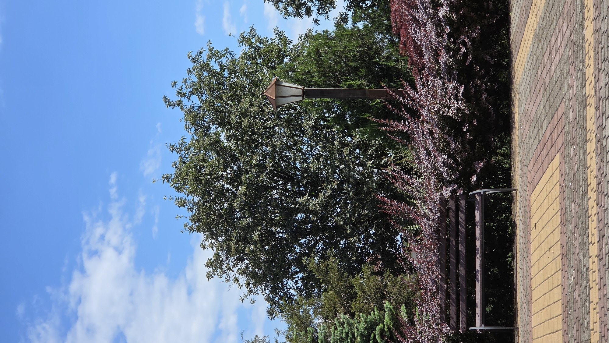 The image depicts a park scene on a sunny day with a bright blue sky and scattered white clouds. In the foreground, a pathway paved with yellow, red, and grey bricks leads into the scene. To the left, a dark-colored wooden bench with metal legs sits in front of a dense row of dark red, leafy bushes. Behind the bushes, a large tree with green foliage dominates the middle ground, with a lamppost featuring a copper-colored top and a frosted glass enclosure standing to its right. Several coniferous trees are visible to the left and right of the main tree. The overall impression is that of a well-maintained public space, possibly located in the city of Pivdenne, Ukraine, given the context. There are no people or animals visible in the image.