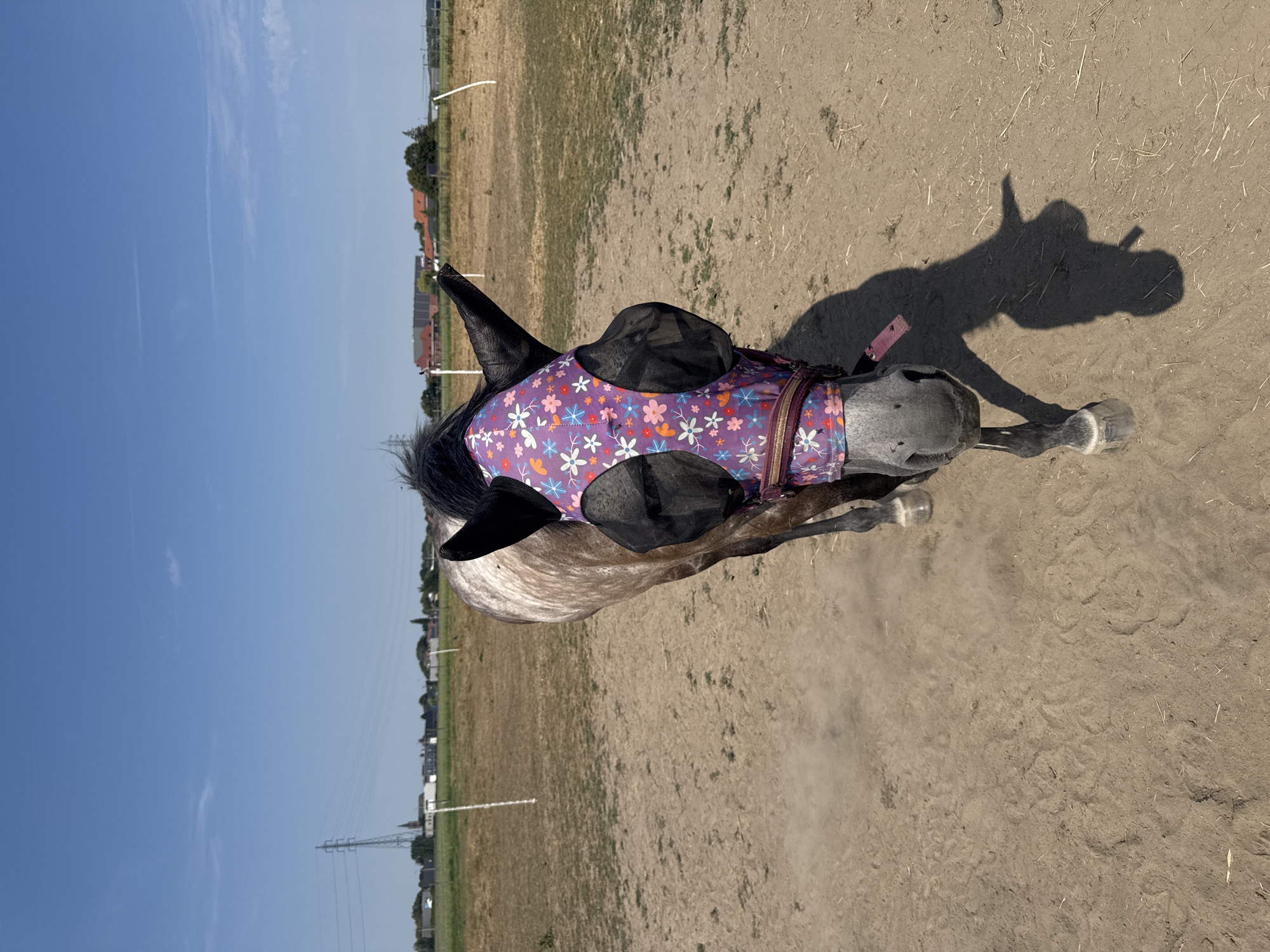 This image shows a dappled grey horse wearing a fly mask with a floral pattern on its face. The horse is standing in a dusty, outdoor arena with a dry, grassy field and buildings in the background. The sky is clear and blue. The location appears to be the vicinity of Estaimpuis, Belgium, based on the power lines and architectural style of the distant buildings. The horse is facing the camera, with its head slightly lowered. Its front legs are visible, and its shadow is cast on the sandy ground. The scene is lit by bright sunlight, indicating it is daytime.