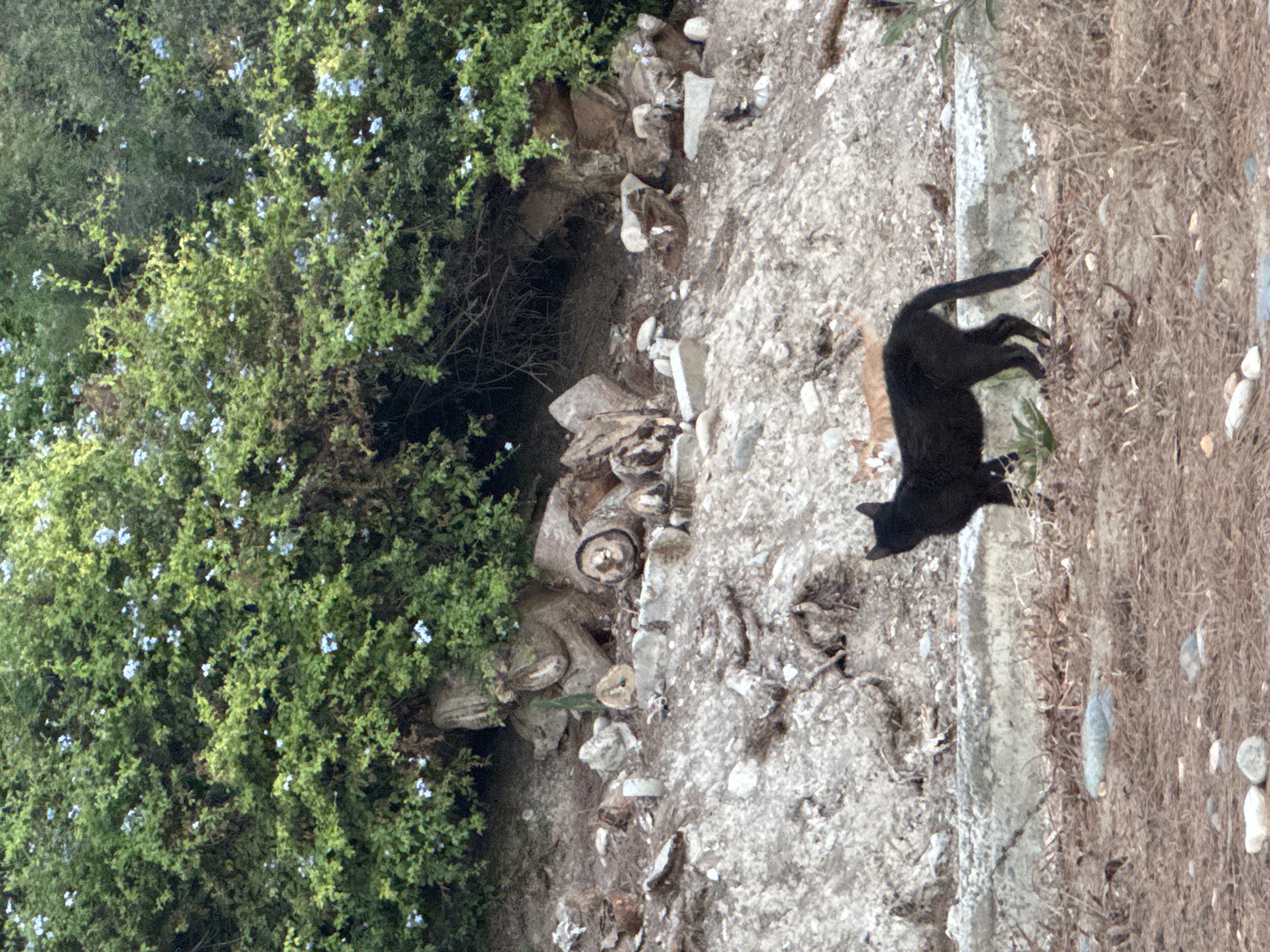 In Agios Tychona Community, Cyprus, two cats are visible on a hillside. A black cat stands in the foreground, facing left, while a ginger cat is positioned behind it, facing forward. The hillside is covered in dry earth, rocks, and debris. In the background, a dense green bush with small blue flowers provides a natural backdrop. The overall scene suggests an outdoor, natural environment with signs of neglect or disarray due to scattered debris and dry vegetation.