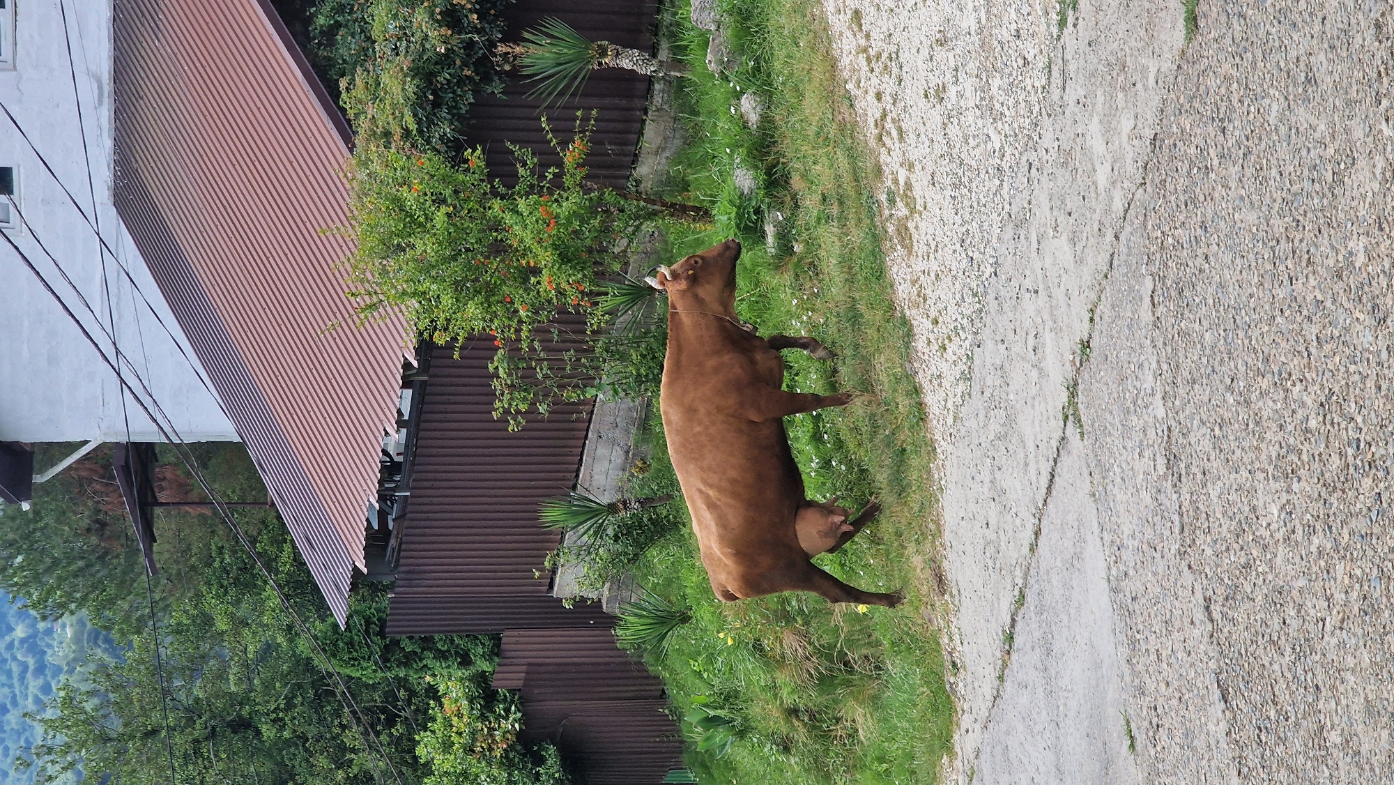 A brown cow with a bell around its neck walks on a grassy slope next to a gravel and concrete path. The cow has a prominent udder and appears to be pregnant or recently calved. In the background, a corrugated metal fence separates the grassy area from a white building with a brown metal roof. There are also several green plants, including some with small orange fruits, and some yucca-like plants. The scene is set in a rural or semi-rural area, possibly in Verkhovskoye, Russia, given the foliage and building style. The lighting suggests it is daytime, with overcast or diffused light.
