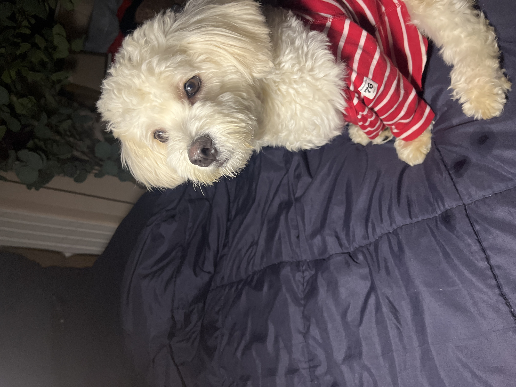 A white dog is sitting on a dark blue comforter. The dog is wearing a red and white striped shirt. The dog is looking up and to the left. There are some green plants in the background, as well as some vertical blinds. The scene appears to be indoors, in a bedroom. There is no information about the location in Abuja, Nigeria.