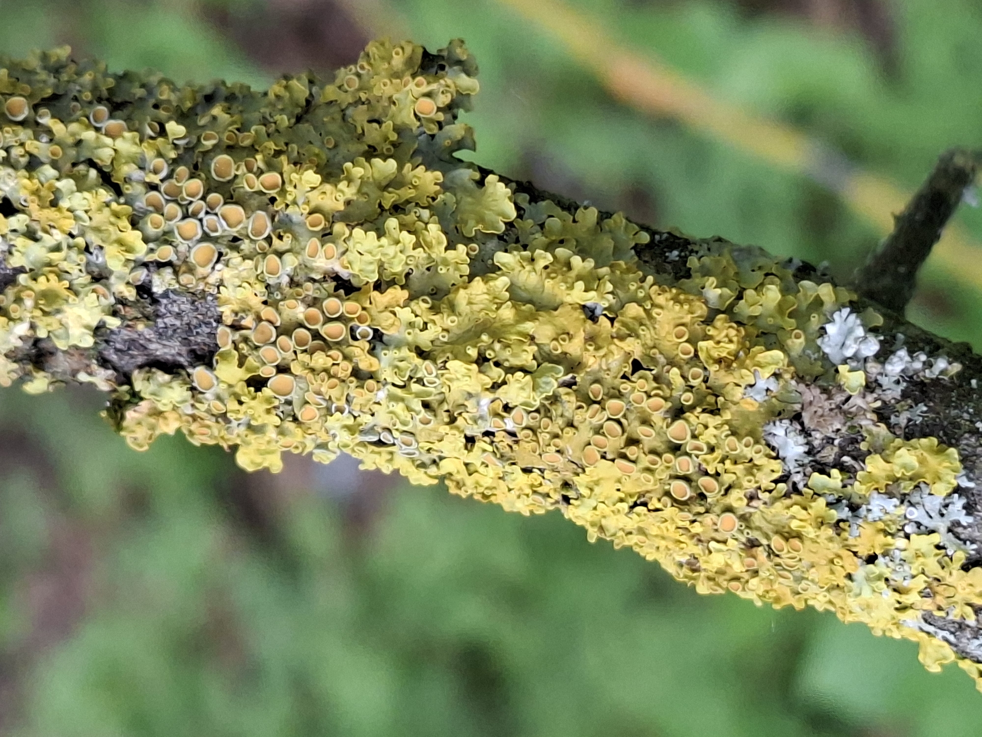 This media file is a close-up, horizontal shot of a tree branch covered in various types of lichen. The lichen presents as textured, patchy growth in shades of yellow, green, and some lighter greyish-white areas. Many of the yellow lichen growths have small, circular, disc-like structures on their surface, appearing as tiny orange or tan circles. The branch itself is dark and rough. The background is a soft, out-of-focus blur of green and hints of brown, suggesting an outdoor setting with foliage. The lighting appears to be natural, casting a soft glow on the lichen, indicating it could be daytime. There is no text visible in the image. The scene is static, focusing on the intricate details of the lichen on the branch. The location context is Alytus, Lithuania.