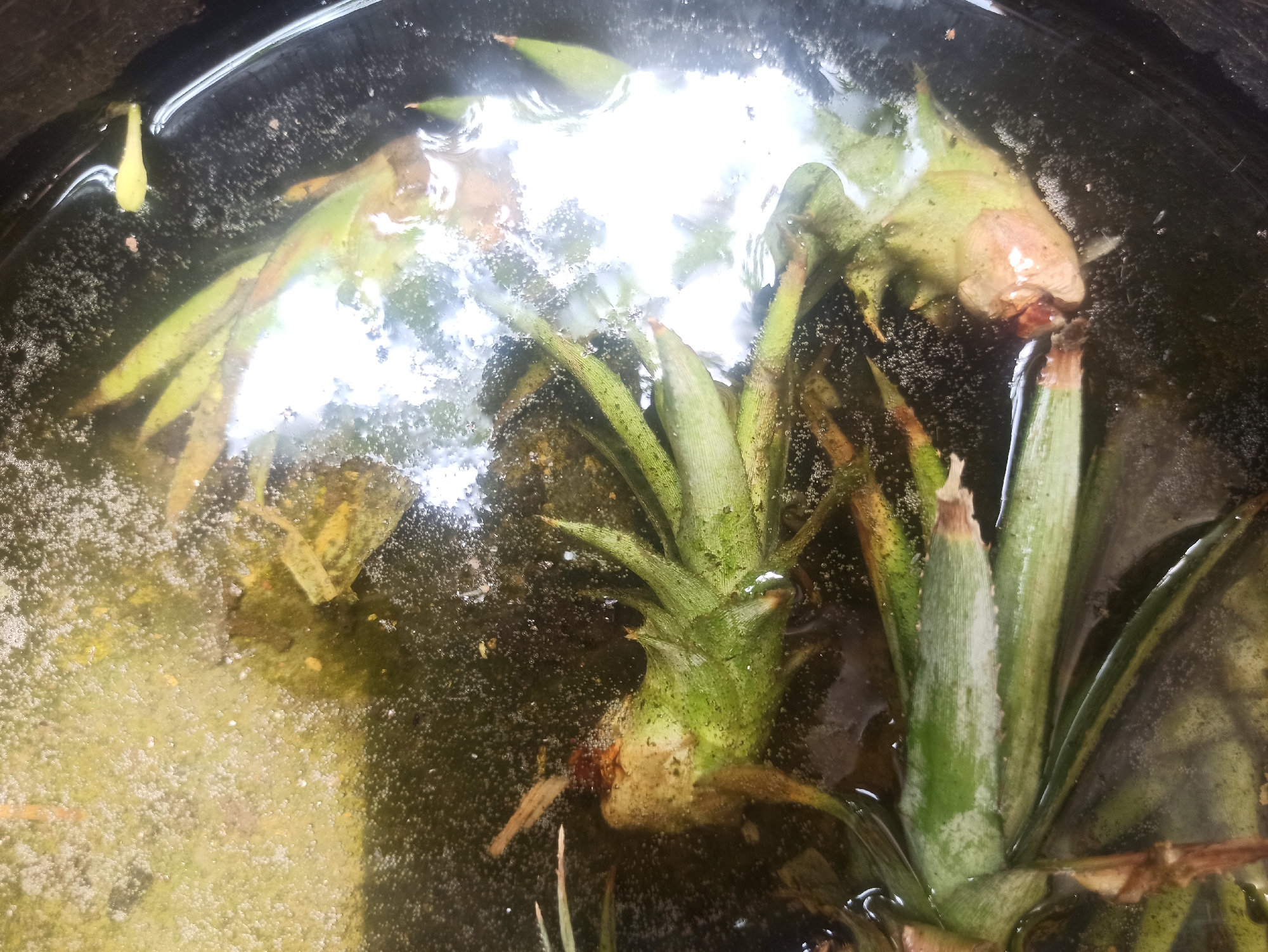 The image shows multiple pineapple tops submerged in murky water. The pineapple tops are green and spiky with some brown, dry portions. The water appears to be in a dark-colored container, possibly a bucket or a pot. Bubbles are visible throughout the water, suggesting that the pineapples may be undergoing a process of decomposition or fermentation. The lighting is bright and reflective, obscuring some details. There are no people or animals visible in the image. The location of Tuba, Indonesia is not evident from the image itself.