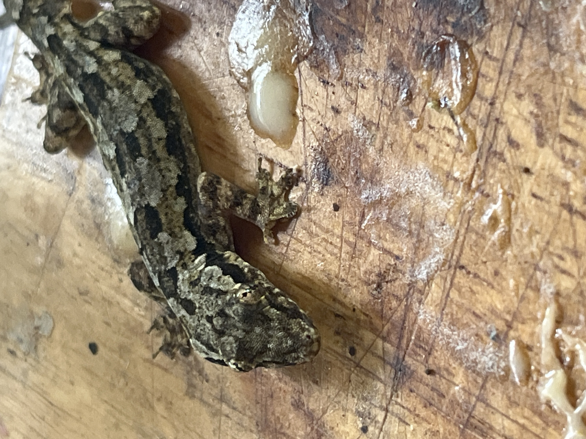 A gecko is on a wooden surface. The gecko is in focus and is the primary subject of the image. The gecko is mottled brown and gray, camouflaged against the wooden surface. Its body is elongated, with visible limbs and a tail. There are droplets of a clear, viscous liquid on the wooden surface around the gecko, and some appear to have mixed with the gecko's skin. The wooden surface appears to be a cutting board or a similar utilitarian surface, with visible scratches and wear marks. There are also some dark specks and white residue on the surface. The lighting is somewhat dim, casting shadows and highlighting the texture of the wood and the gecko's skin. The image appears to be taken from a high angle, looking down at the gecko and the surface. It is impossible to determine the specific location within ตำบลเกาะพะงัน, Thailand, from the visual information provided in the image.