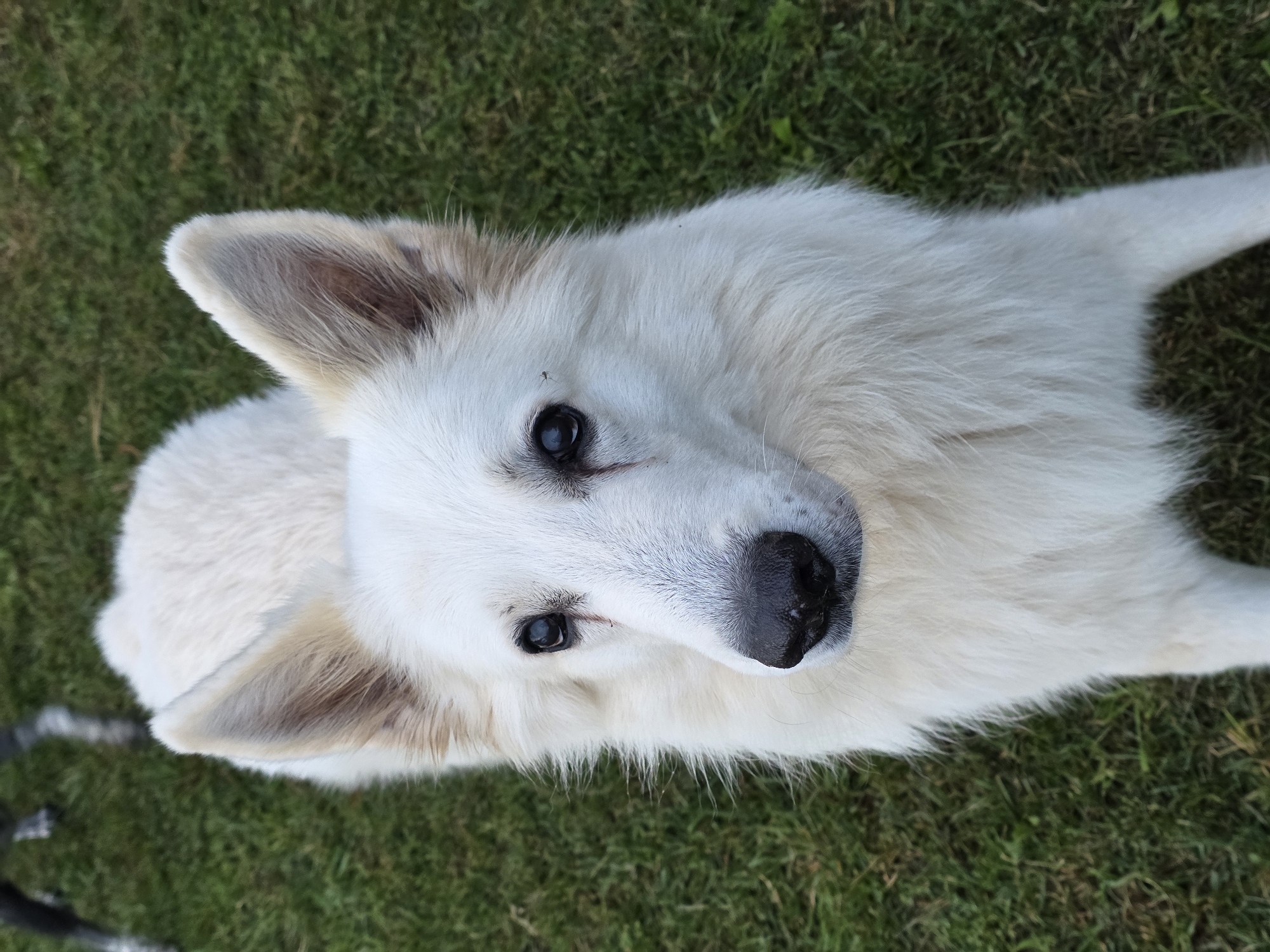 A medium shot from a high angle shows a white dog with erect ears and a dark nose standing on a grassy surface. The dog is facing upwards and slightly to the right, with its eyes fixed on something outside the frame. The grass is green and appears to be a lawn. There is a faint shadow or a blurred object in the upper left corner of the image, which could be another animal or an object. The lighting suggests it is daytime, possibly late afternoon or early evening, with soft shadows. No specific location in Речицы, Russia, can be identified from the image.