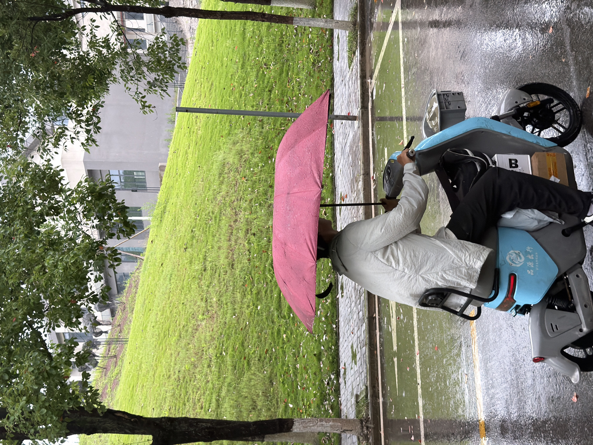 This image captures a person riding an electric scooter on a wet, paved road in Jiangjin, China. The individual, seen from the side facing right, is wearing a light-colored jacket and dark pants, holding a dark red umbrella aloft with their right hand, indicating rainfall or a recently wet environment. Water droplets are visible on the umbrella surface.
The electric scooter is predominantly grey with light blue panels on its side and seat base. A white circular emblem featuring Chinese characters "品源出行" (Pǐnyuán Chūxíng) and "P'NYUAN" is visible on the light blue side panel. A grey storage basket is mounted on the front of the scooter, and several brown cardboard boxes are positioned on the floorboard between the rider's legs. The scooter features a black backrest or grab handle behind the seat and a red taillight.
The road surface is reflective and wet, displaying yellow and white painted markings. A grey paved sidewalk runs parallel to the road on the left. The background is dominated by a steep, verdant grassy slope with scattered lighter leaves or petals. At the top and behind this slope, several modern, light grey buildings with dark windows are visible. Metallic, abstract tree-like sculptures are positioned on the lower part of the grassy incline in front of one building on the left. Two trees with green foliage are present in the foreground: one with a dark trunk on the left, and another with a lighter, mottled trunk on the right. A grey utility pole stands in the middle ground.