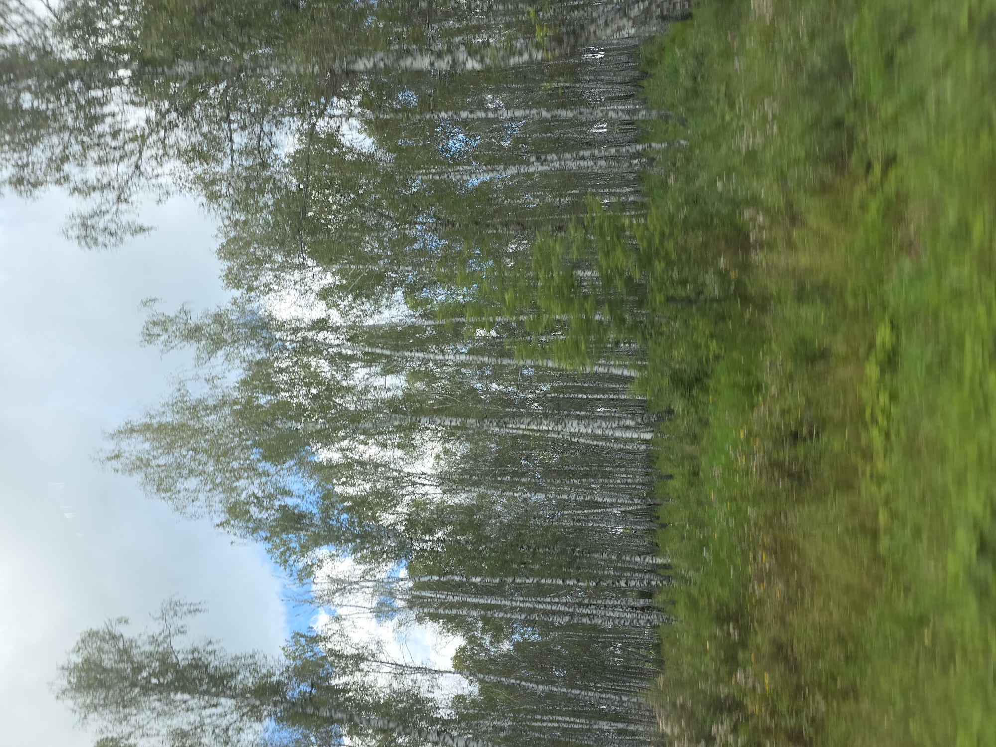 The image depicts a dense forest of birch trees with white and black trunks, set against a slightly cloudy sky with patches of blue visible. The ground in front of the trees is covered in green grass and foliage, with some blurred yellow flowers scattered throughout, suggesting a natural, outdoor environment. The motion blur indicates the photo was taken from a moving vehicle. This scene is consistent with the natural landscape surrounding Kuluevo, Russia, a region known for its birch forests.