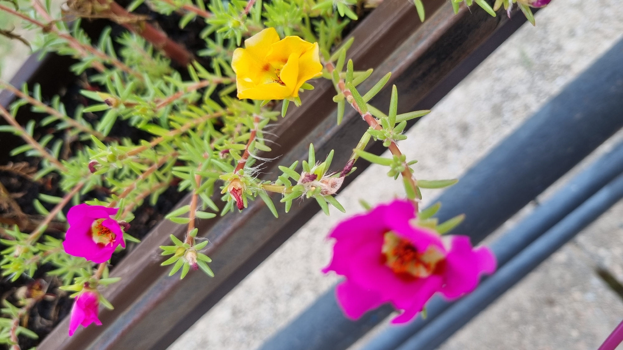This is a close-up, eye-level, vertical shot of several blooming purslane flowers in a planter. There are at least three pink flowers and one yellow flower. The pink flowers are in sharp focus, with detailed petals and pistils. The yellow flower is slightly out of focus. The plant has thin, green stems and narrow leaves. The planter appears to be made of dark brown material. In the background, there is blurred grey concrete and a dark blue pipe or railing. This scene is likely located outdoors, possibly on a balcony or patio, and could be found in Berehove, Ukraine. There are no people or animals visible in the image.