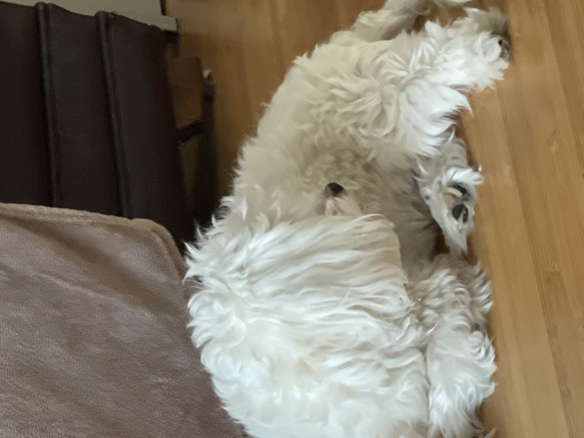 A fluffy white dog with its head bent down is resting on a wooden floor. The dog's fur is long and appears somewhat matted. In the background, a brown upholstered piece of furniture is visible. The scene appears to be indoors. There is no information to suggest this location is in Budva, Montenegro.