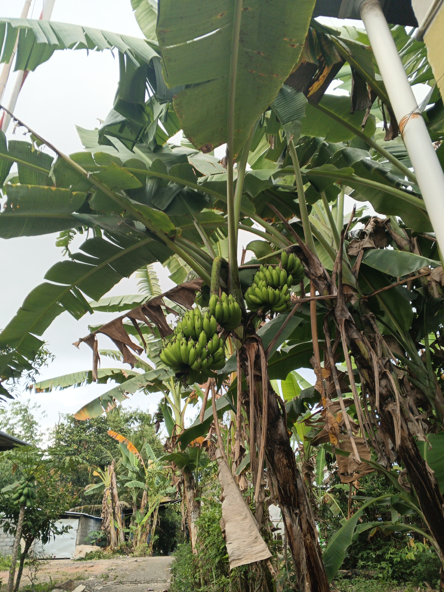 In Singolatren, Indonesia, a cluster of banana trees dominates the scene, their large, green leaves forming a dense canopy. Several bunches of unripe green bananas hang from the trees, some obscured by the foliage. The trunks of the banana trees are thick and fibrous, with dried, brown leaves clinging to them in places. In the background, a building with a white door and gray concrete walls is partially visible, surrounded by lush green vegetation and other trees. The ground is covered with a rough, dirt path. A tall white pipe stands to the right of the frame, and a thin, white pole is visible on the left. The sky above is overcast and light gray.