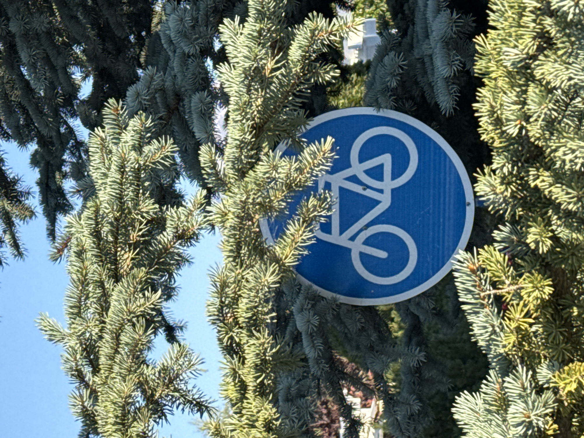 An outdoor, eye-level shot displays a blue circular sign with a white bicycle symbol, indicating a bike path or lane. The sign is partially obscured by the branches and needles of evergreen trees, likely blue spruce due to their bluish-green foliage. The background shows a clear blue sky and hints of buildings and other greenery, suggesting a park or residential area within the city of Sary-Oy, Kyrgyzstan. The lighting suggests it is daytime, with sunlight illuminating the foliage and the sign. No people or animals are visible in the frame.