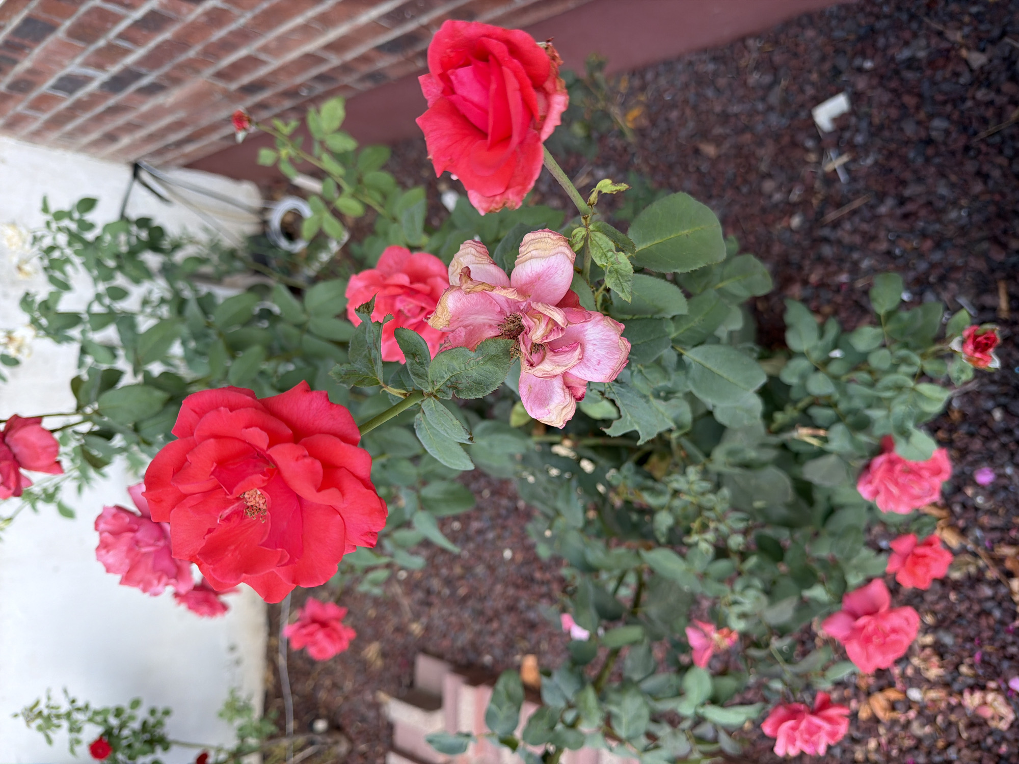 This is a close-up, eye-level, vertical outdoor shot of a rose bush with several blooming and wilting flowers. The roses are primarily bright red and pink. Some of the flowers are fully open, while others are in various stages of decay, with dried and curled petals. The bush has green leaves and thorny stems. The ground is covered with dark brown mulch and small pebbles. In the background, a white wall and a red brick wall are visible. A portion of a red plastic watering can is also visible on the ground. There are no people or animals in the image. The scene appears to be in a garden setting.