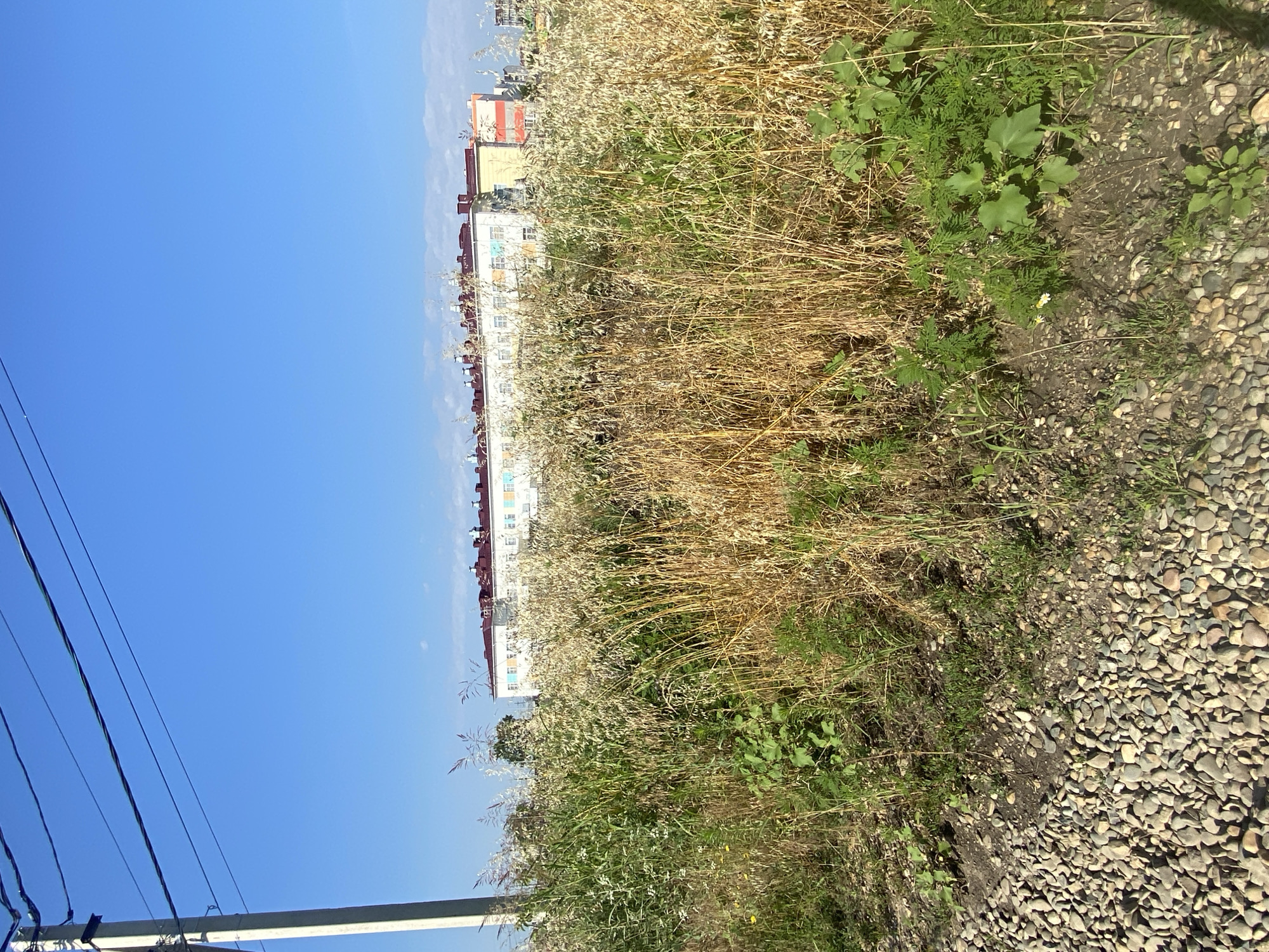 A long, low-rise building with a red roof and white, yellow, and orange facades is visible in the distance under a clear blue sky. The building is lined with a row of windows, many of which appear to have blue shutters. In front of the building, a dense field of dry, golden grass and green vegetation grows, obscuring the lower portion of the structure. A gravel path runs along the bottom edge of the frame, bordered by green grass and weeds. A utility pole with wires is positioned on the left side of the image, partially obscured by the vegetation. The scene appears to be an outdoor urban environment in Yuzhny, Russia, likely a residential area or a school due to the building's appearance.